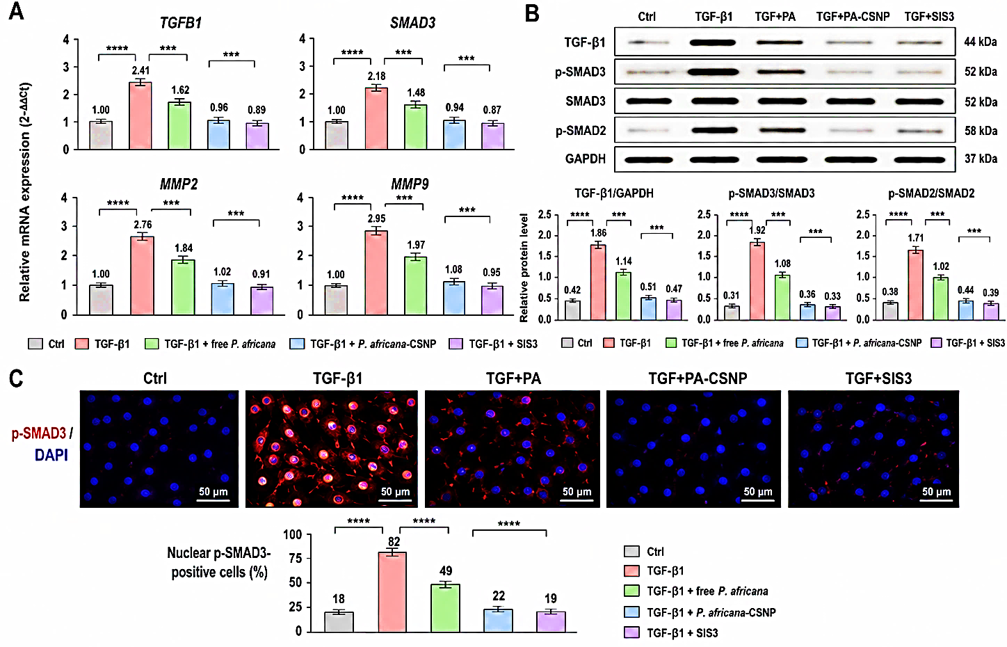 Figure 5: Prunus africana-loaded chitosan nanoparticles suppress TGF-β/SMAD3 signaling in LNCaP cells. (A) qRT-PCR analysis of TGFB1, SMAD3, MMP2, and MMP9 expression following treatment with TGF-β1, free P. africana, P. africana-loaded chitosan nanoparticles, or SIS3. (B) Western blot analysis and densitometric quantification of TGF-β1, p-SMAD3, SMAD3, p-SMAD2, and GAPDH. (C) Immunofluorescence images and quantification of nuclear p-SMAD3-positive cells. TGF-β1 activated canonical SMAD signaling, whereas P. africana-loaded chitosan nanoparticles suppressed SMAD pathway activation and the expression of invasion-associated mediators, with effects comparable to those of SIS3. Data are presented as mean ± SD; n = 3. Values are statistically significant at *** p < 0.001 vs. control (one-way ANOVA followed by Tukey’s post hoc test).