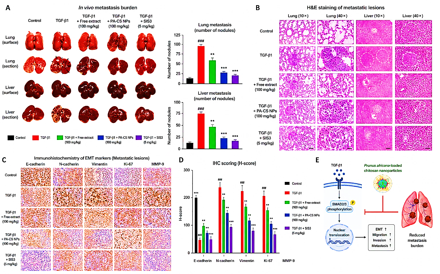 Figure 6: P. africana-loaded chitosan nanoparticles suppress in vivo metastasis and EMT-associated marker expression. (A) Lung and liver images with quantification of metastatic nodules across treatment groups. (B) H&E-stained lung and liver sections showing metastatic lesion distribution. (C) Immunohistochemical staining of E-cadherin, N-cadherin, vimentin, Ki-67, and MMP-9 in metastatic lesions. (D) Quantitative H-score analysis of EMT, proliferation, and invasion markers. (E) Proposed mechanism showing inhibition of TGF-β/SMAD signaling by P. africana-loaded chitosan nanoparticles, leading to reduced EMT, migration, invasion, and metastasis. Data are presented as mean ± SD; n = 6 animals per group. Values are statistically significant at *** p < 0.001 vs. control (one-way ANOVA followed by Tukey’s post hoc test).