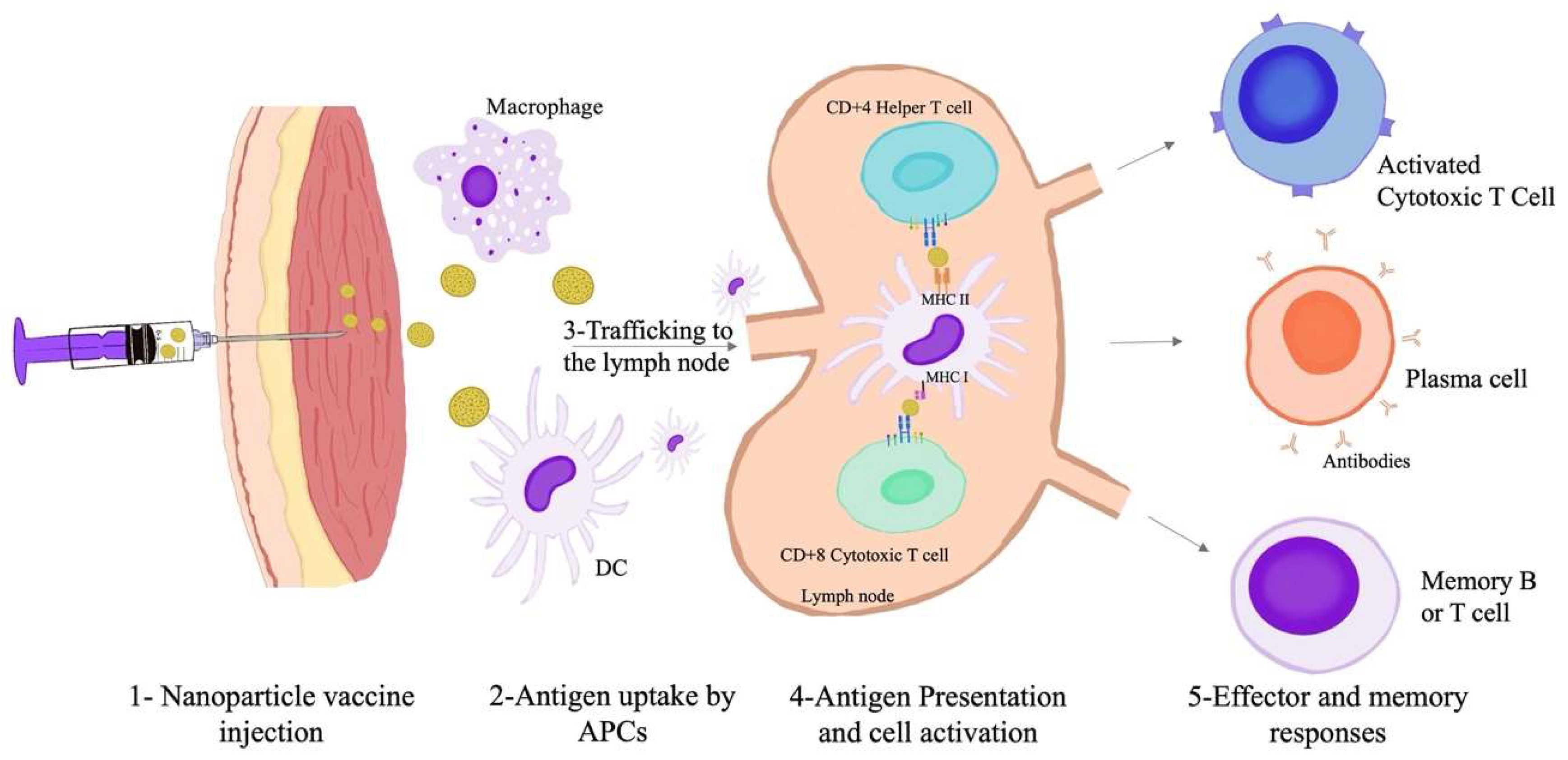 Figure 3: Immunological cascade after intramuscular administration of vaccines.