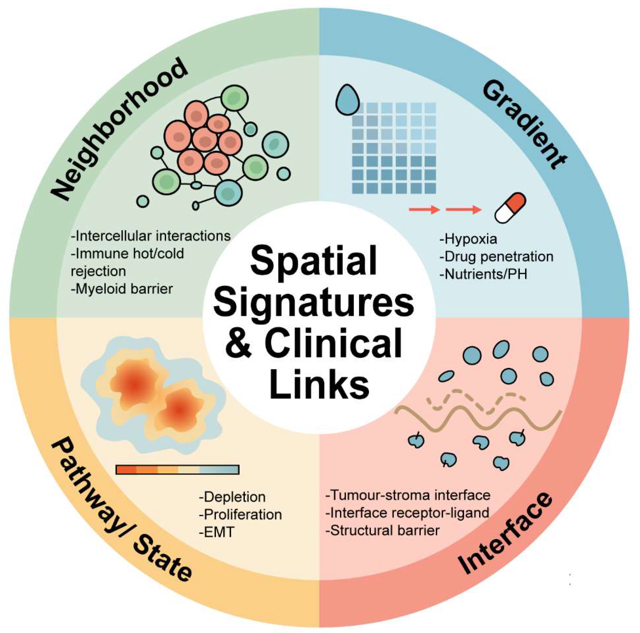 Figure 2: Spatial Signatures and Clinical Links. This figure summarizes the major spatial signatures and their clinical relevance. These spatial features, such as how cells interact, how molecules spread, and the boundaries between tumor and supporting tissue, are key to understanding why tumors differ and how they respond to treatment. Spatial signatures may inform clinical decision-making by providing a dynamic and integrated view of the TME and its functional organization.