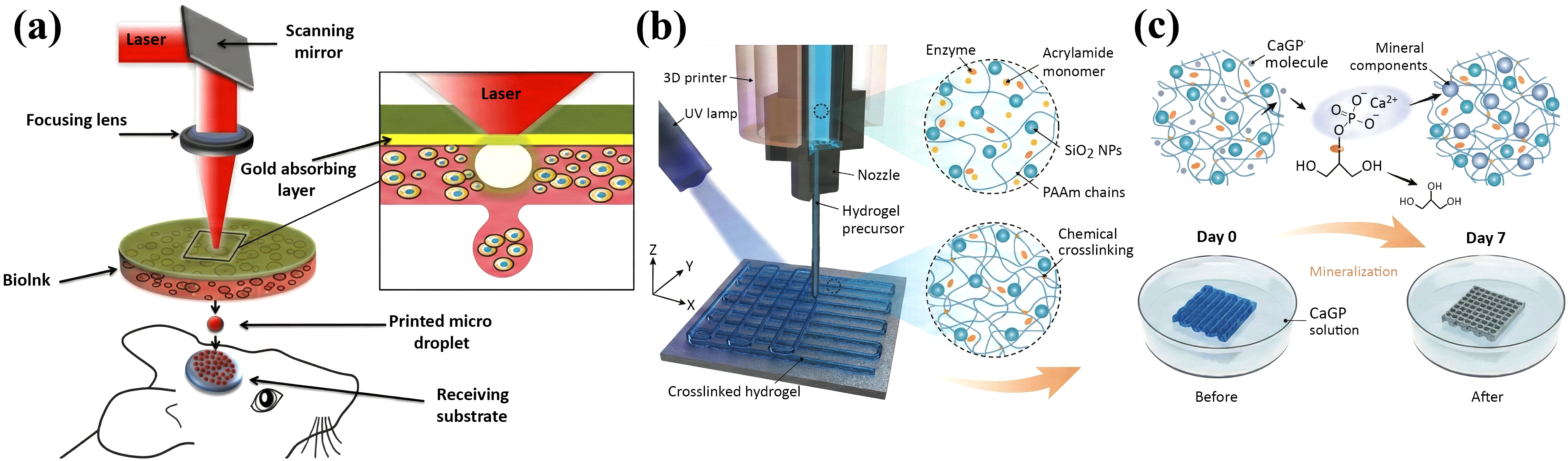 Figure 3: (a) Droplet deposition by laser-assisted 3D bioprinting process (adapted with permission from [132]). (b) Using an extrusion-based 3D printer, alkaline phosphatase (ALP)- loaded hydrogel inks were produced into 3D structures. The physical interaction between silica nanoparticles and PAAm polymer chains results in a physically cross-linked hydrogel that gels immediately after printing and can be fluidized by shear forces during ink extrusion. Induced covalent network creation with further UV curing results in the development of high-fidelity-shaped 3D hydrogel structures (adapted with permission from [134]), and (c) ALP enzyme catalyzes the dephosphorylation of calcium glycerophosphate (CaGP), which forms calcium phosphate (Ca3(PO4)2) nanoparticles to harden the hydrogel substrates (adapted with permission from [134]).