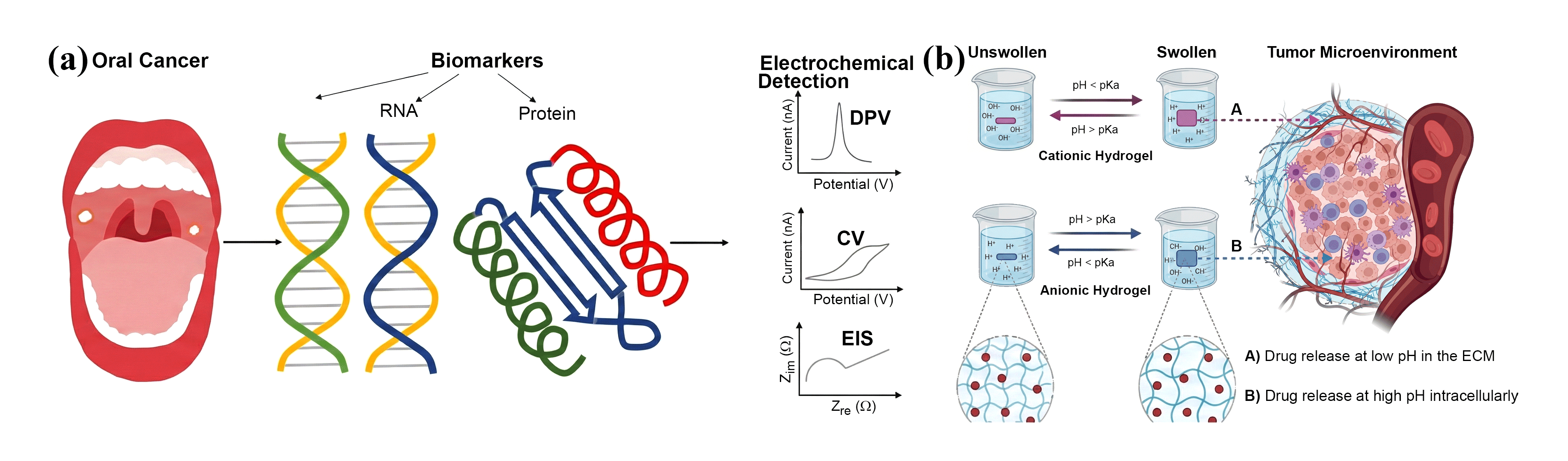 Figure 4: Schematic diagram of the (a) process of detecting oral cancer using an electrochemical biosensor (adapted from [152] under (CC BY) license) and (b) pH-sensitive hydrogel swelling. Hydrogel swelling occurs through the ionization of side-chain groups, which increases the hydrophilicity of the polymer chains and enhances electrostatic repulsion between them. ECM, extracellular matrix, hydrogen ion H+, hydroxyl ion OH-. Red circles represent drugs loaded in the hydrogels (adapted from [160] under (CC BY) license).