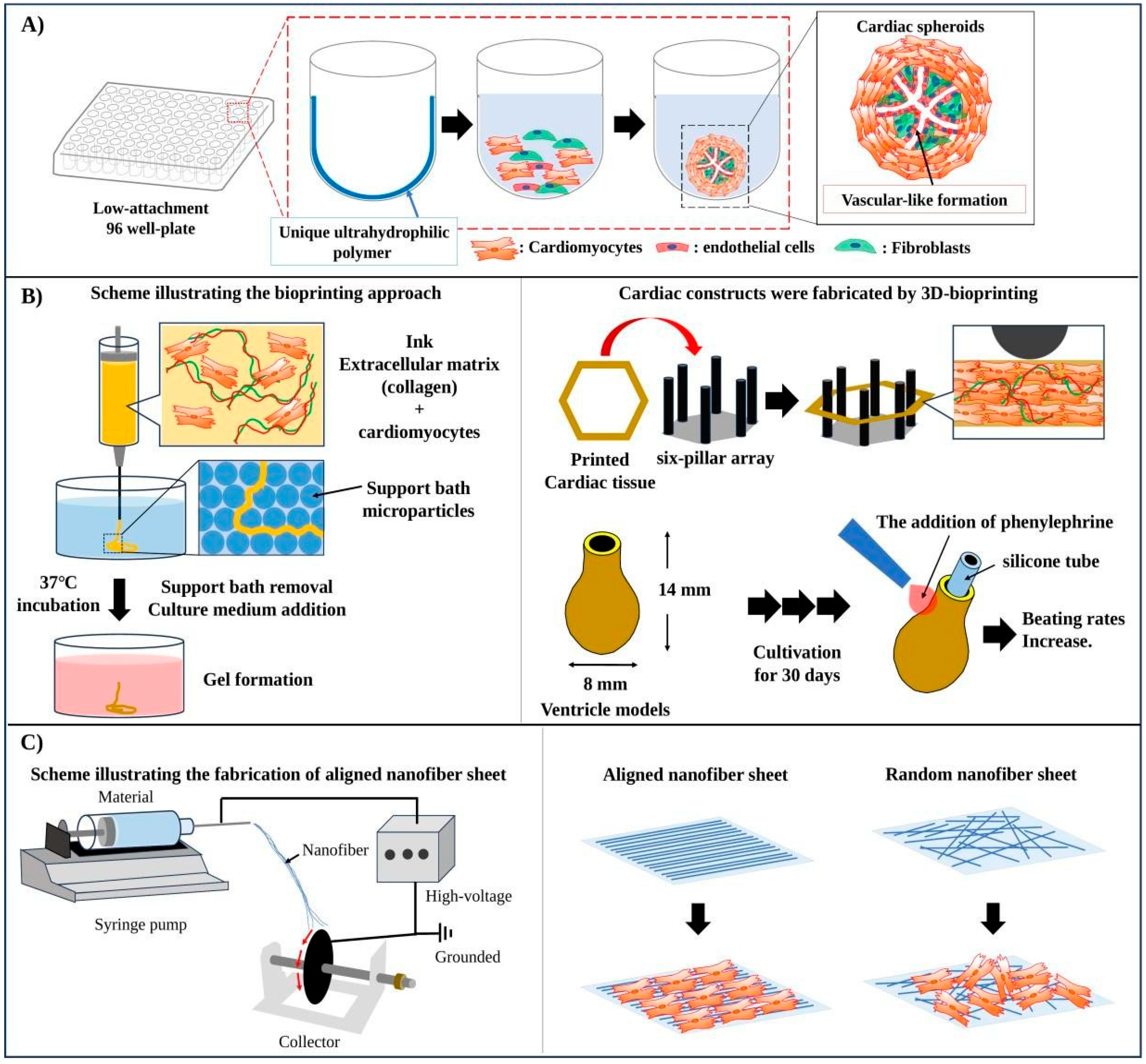 Figure 1: Representative cardiac tissue fabrication strategies. (A) Scaffold-free spheroid formation promotes cell-cell contact among cardiomyocytes, endothelial cells, and fibroblasts but provides limited long-range control of tissue alignment. (B) Three-dimensional bioprinting can define construct geometry and multicellular patterning using collagen-based or other bioinks, but printed cardiac tissues often require additional maturation cues. (C) Aligned nanofiber scaffolds provide contact guidance and promote cardiomyocyte elongation along the fiber axis; however, three-dimensional scaling and vascularization remain important challenges.