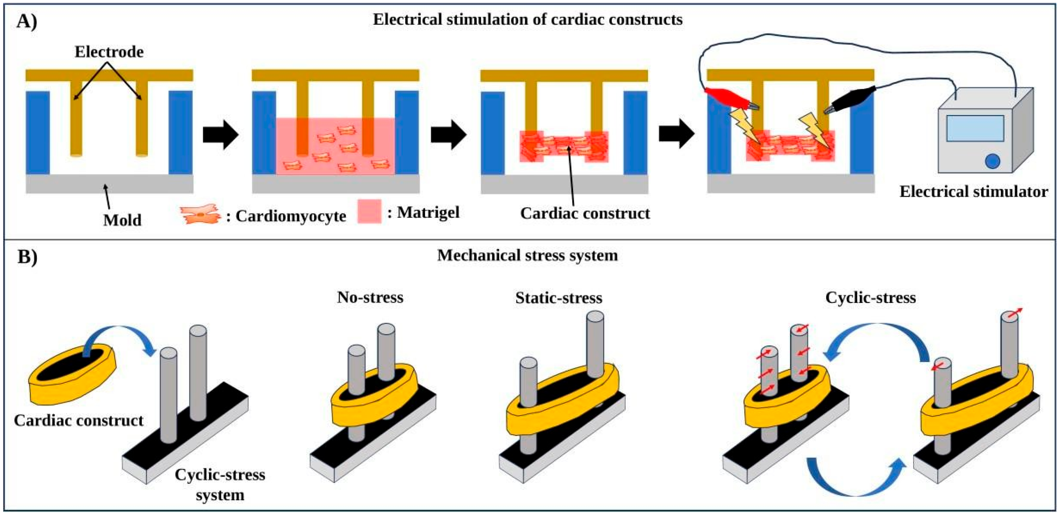 Figure 2: Electrical and mechanical conditioning systems for engineered cardiac tissue. (A) Electrical stimulation can improve synchronized activation, calcium handling, gap junction organization, and contractile maturation when stimulation parameters are optimized. (B) Mechanical conditioning, including static tension or cyclic stretch, can promote sarcomere organization, force generation, and matrix remodeling, but excessive loading may damage cells or induce nonphysiological stress responses.