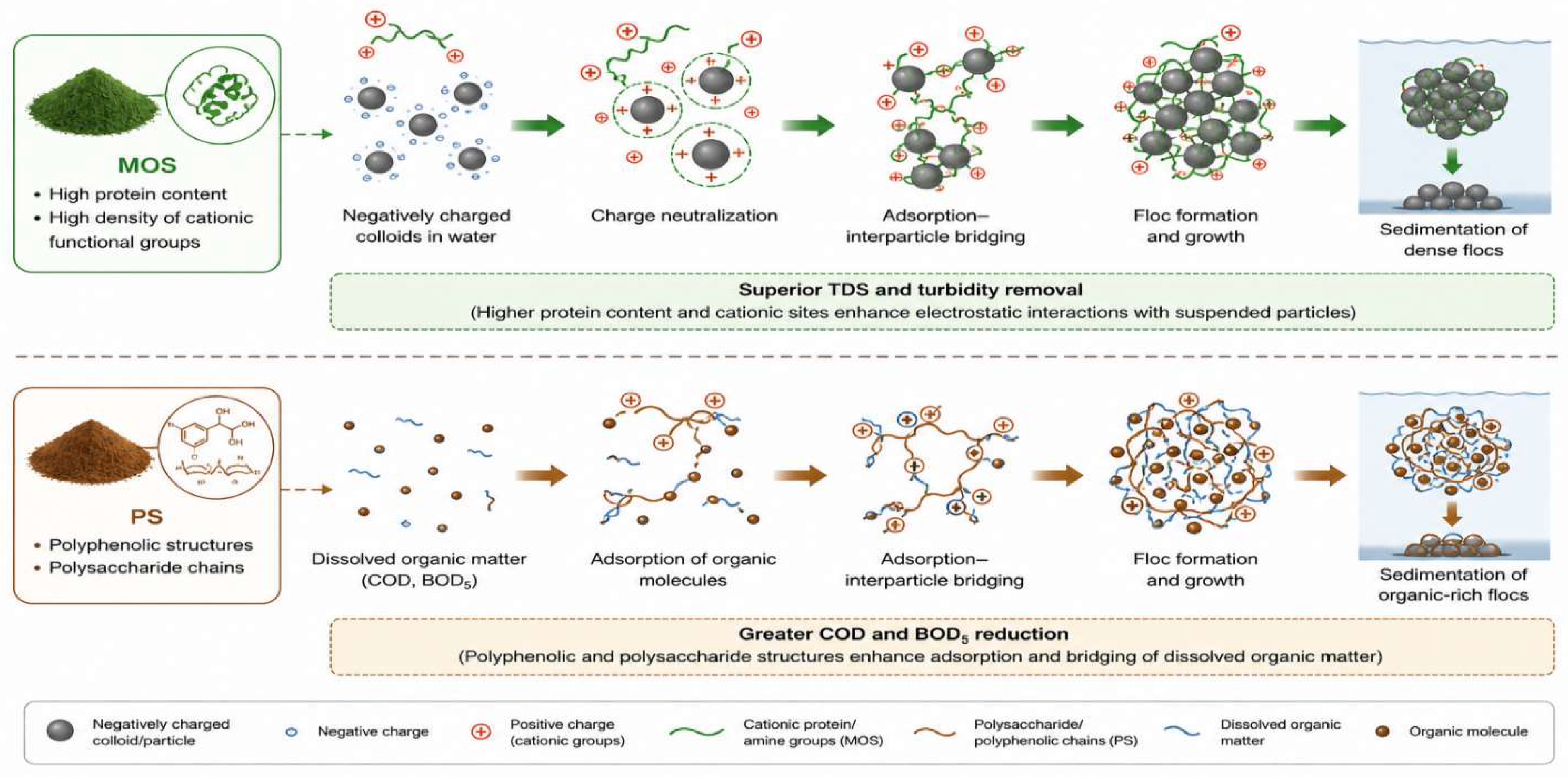 Figure 3: Coagulation–flocculation mechanism of Moringa oleifera seed (MOS) and avocado pear seed (PS) bio-coagulants. Created with BioRender.com.