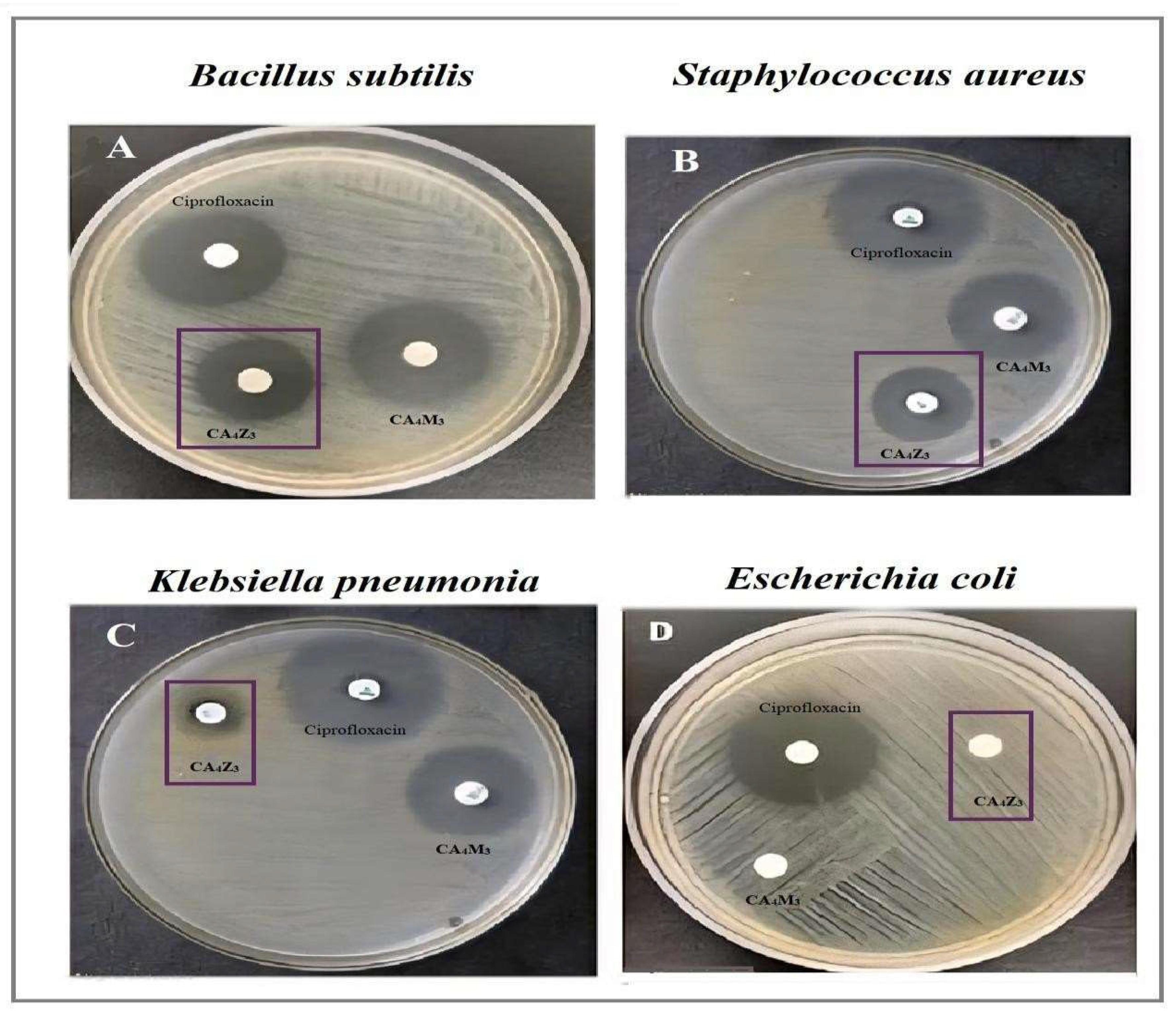 Figure 8: Antibacterial activity of CA4Z3 nanocomposite hydrogels.