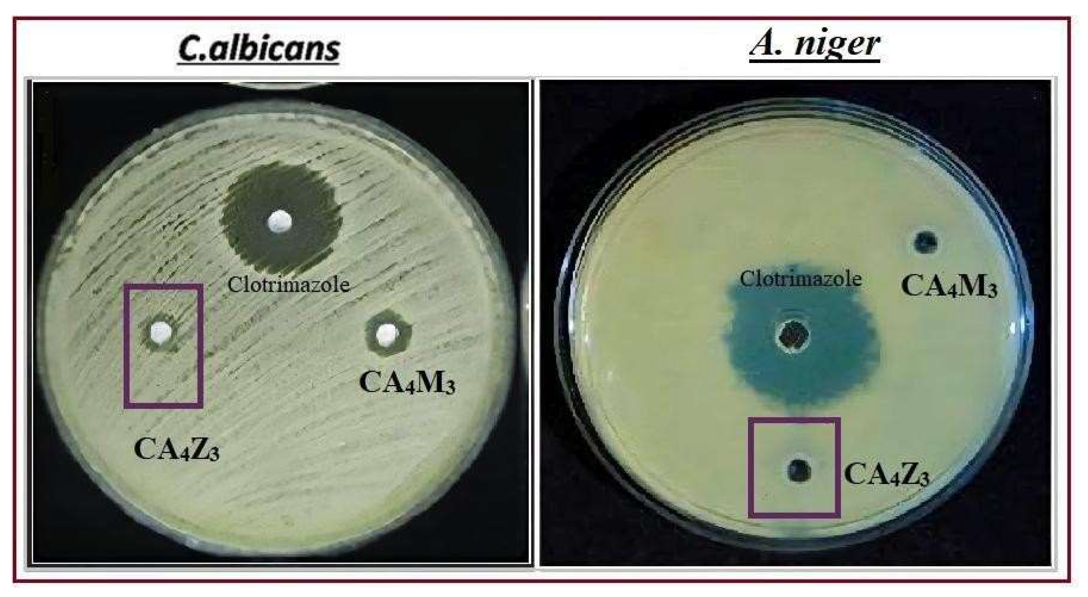 Figure 9: Antifungal activity of CA4Z3 nanocomposite hydrogels.