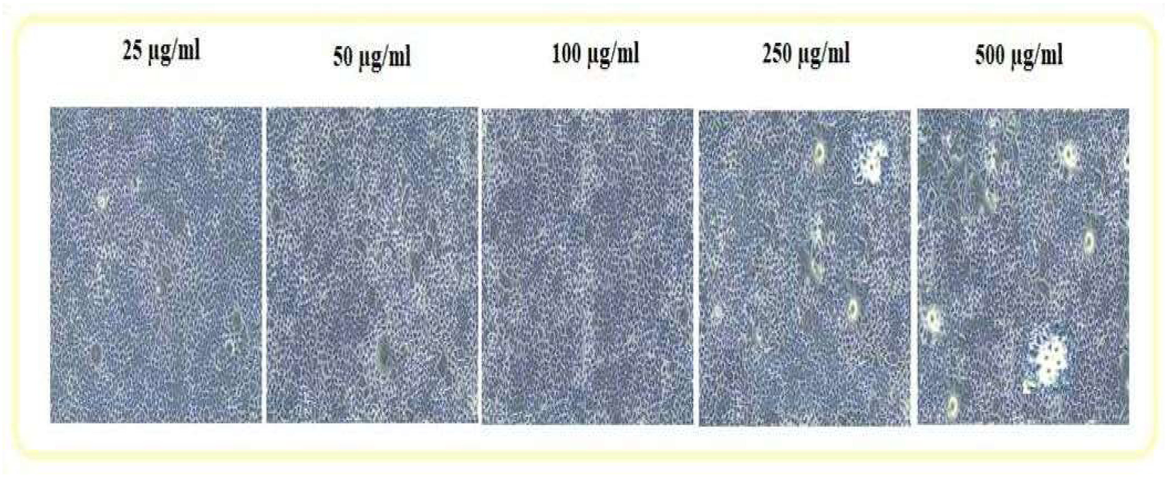 Figure 11: The cytotoxicity MTT assay of CA4Z3 at various concentrations.