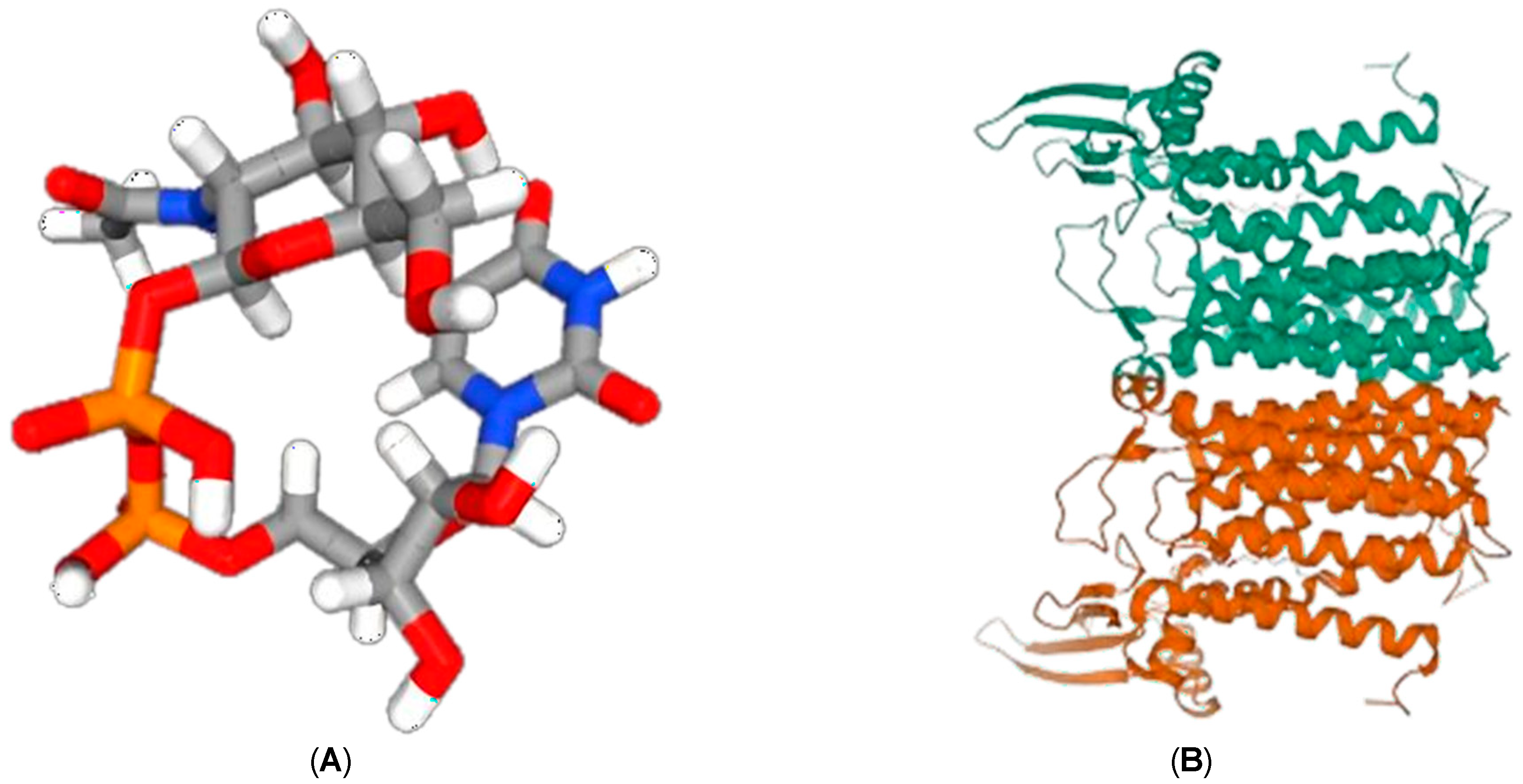 Figure 2: Structure of UDP-NAG (A) and DPAGT1 (B) obtained from PubChem and PDB, respectively.