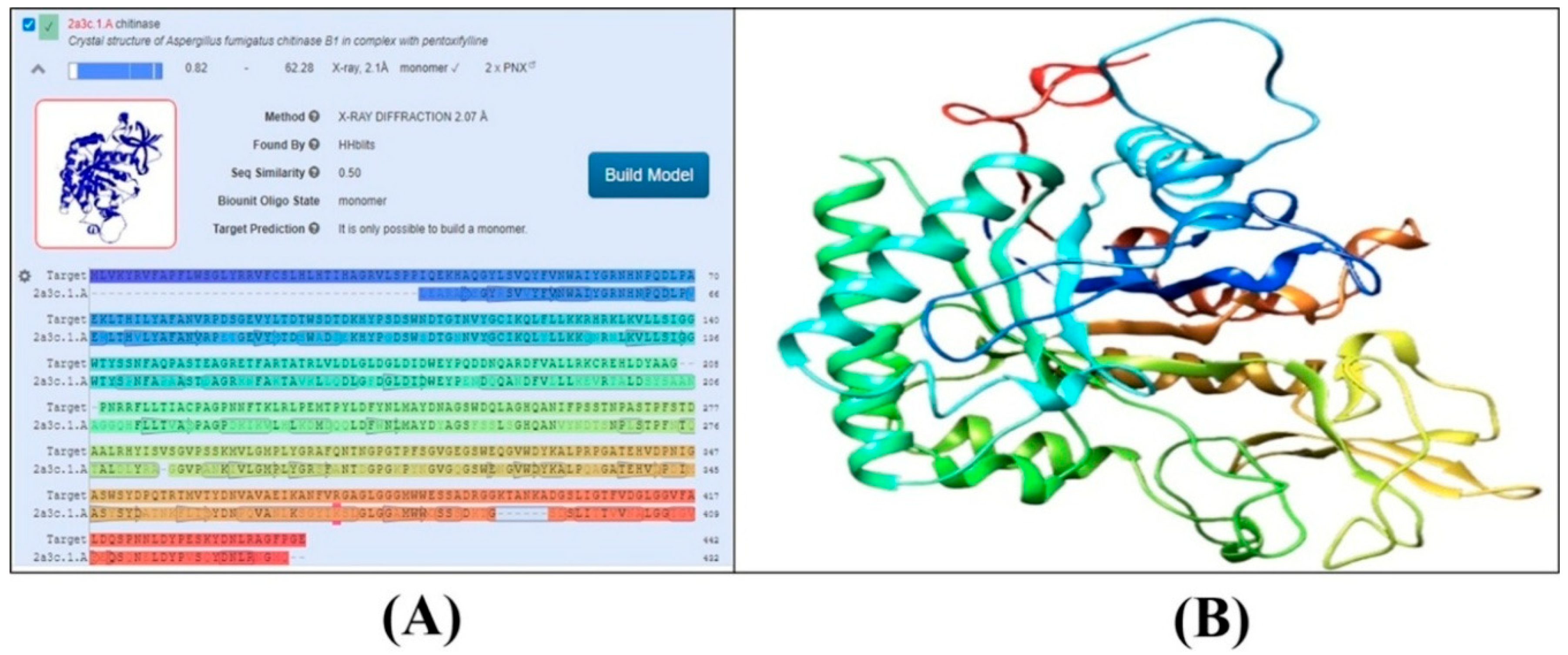 Figure 3: (A) Alignment between the target protein sequence and the template sequence used for model construction. (B) Homologous 3D chitinase model of the target protein (Thermomyces lanuginosus chitinase) using Aspergillus fumigatus chitinase B1 (PDB ID: 2A3C, chain A) as the template structure.