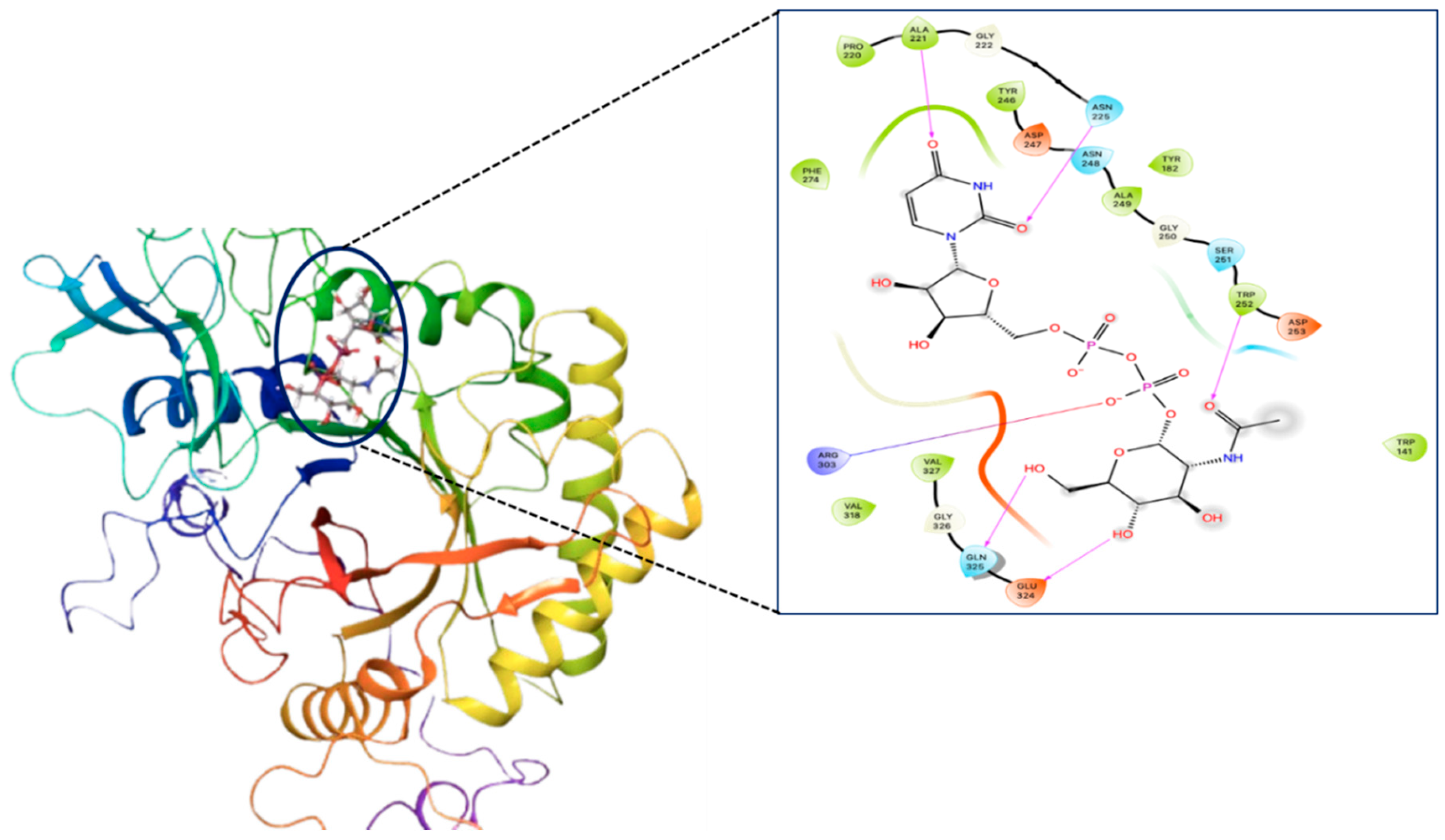 Figure 5: Molecular docking interaction between Chitinase and UDP-NAG. The microscopic view showing the ligand interaction diagram for the interaction of Chitinase and UDP-NAG.