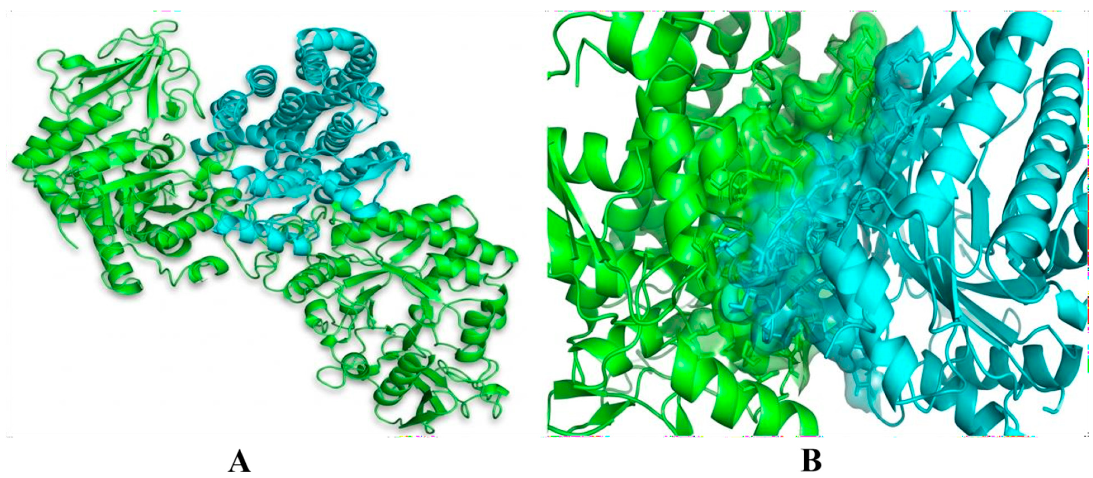 Figure 7: (A) Protein-protein docked complexes of DPAGT1 (6FM9), with chitinase protein (2A3C.1). Color-coded keys depict the different components of docked protein-protein complexes. (B) Green: Chitinase protein (2A3C.1); Sky blue: DPAGT1 (6FM9).
