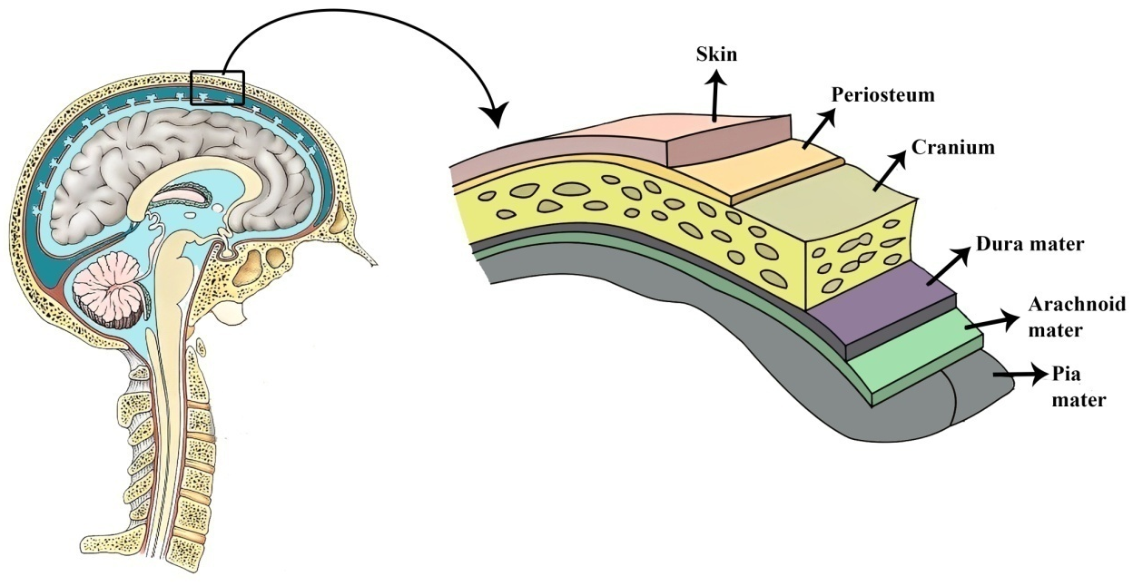 Figure 2: Overview of the meninges and their connection to the skull and brain.
