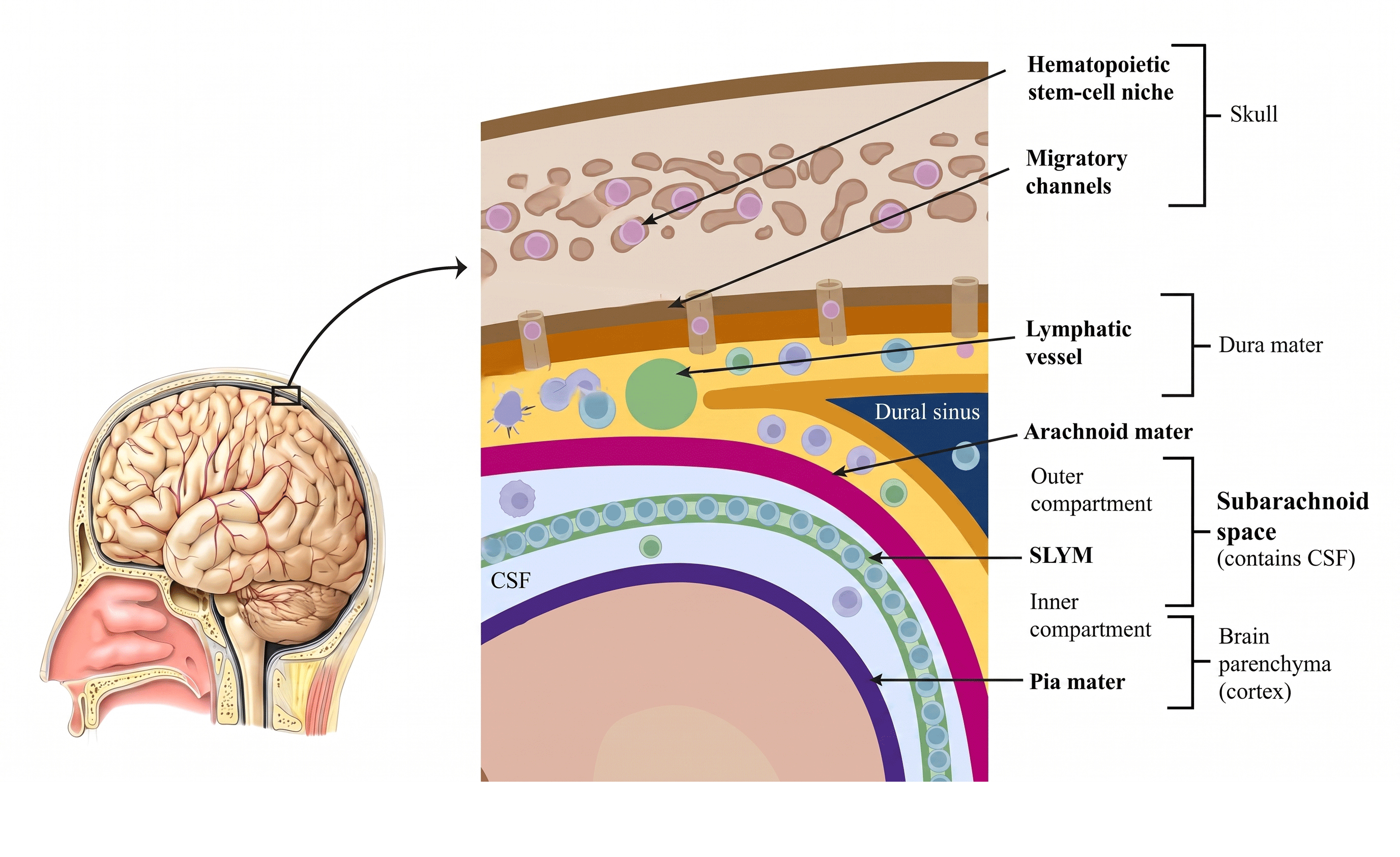 Figure 3: In relation to SLYM. The subarachnoid area is divided into functional spaces by a recently found membrane.