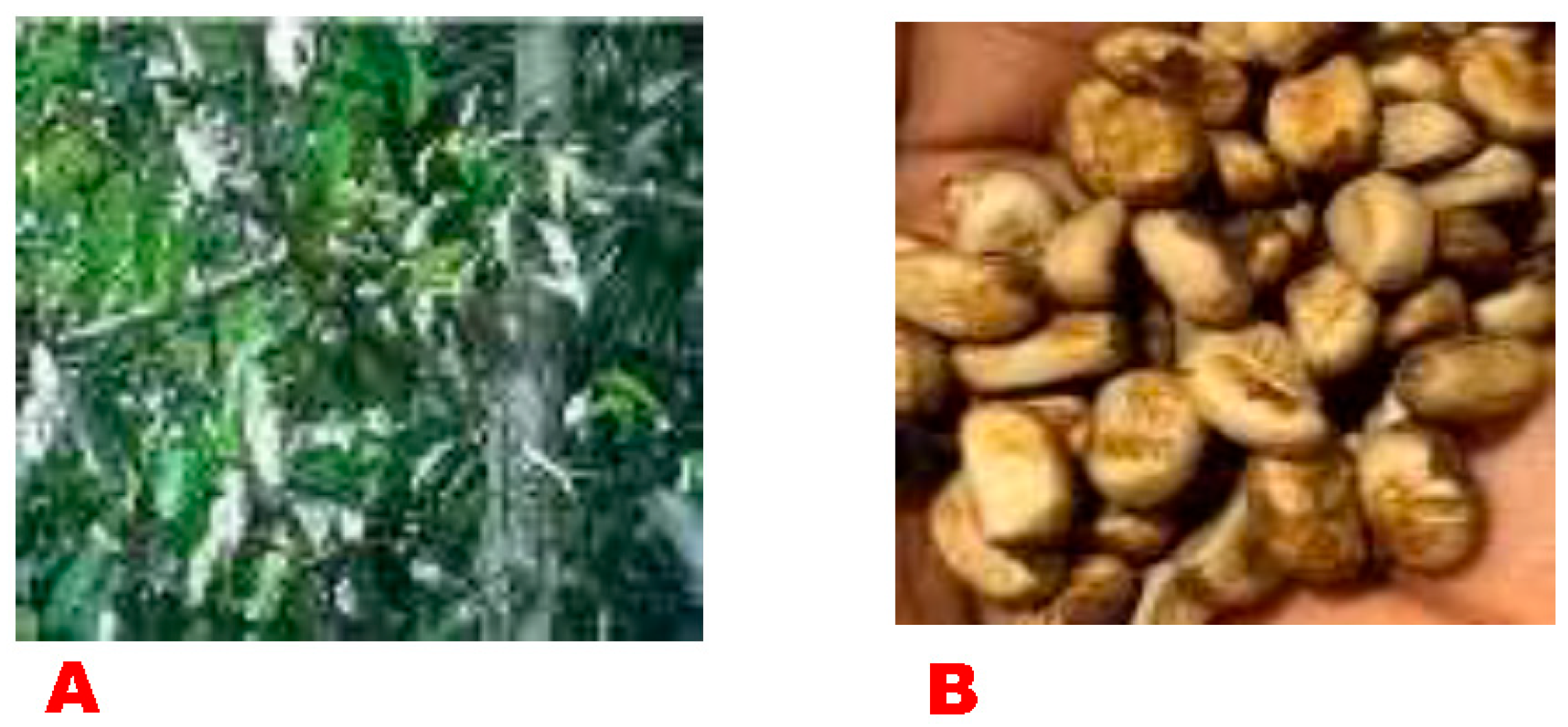 Figure 1: Image of Dennettia tripetala (A) plant showing the leaves, and (B) seeds.
