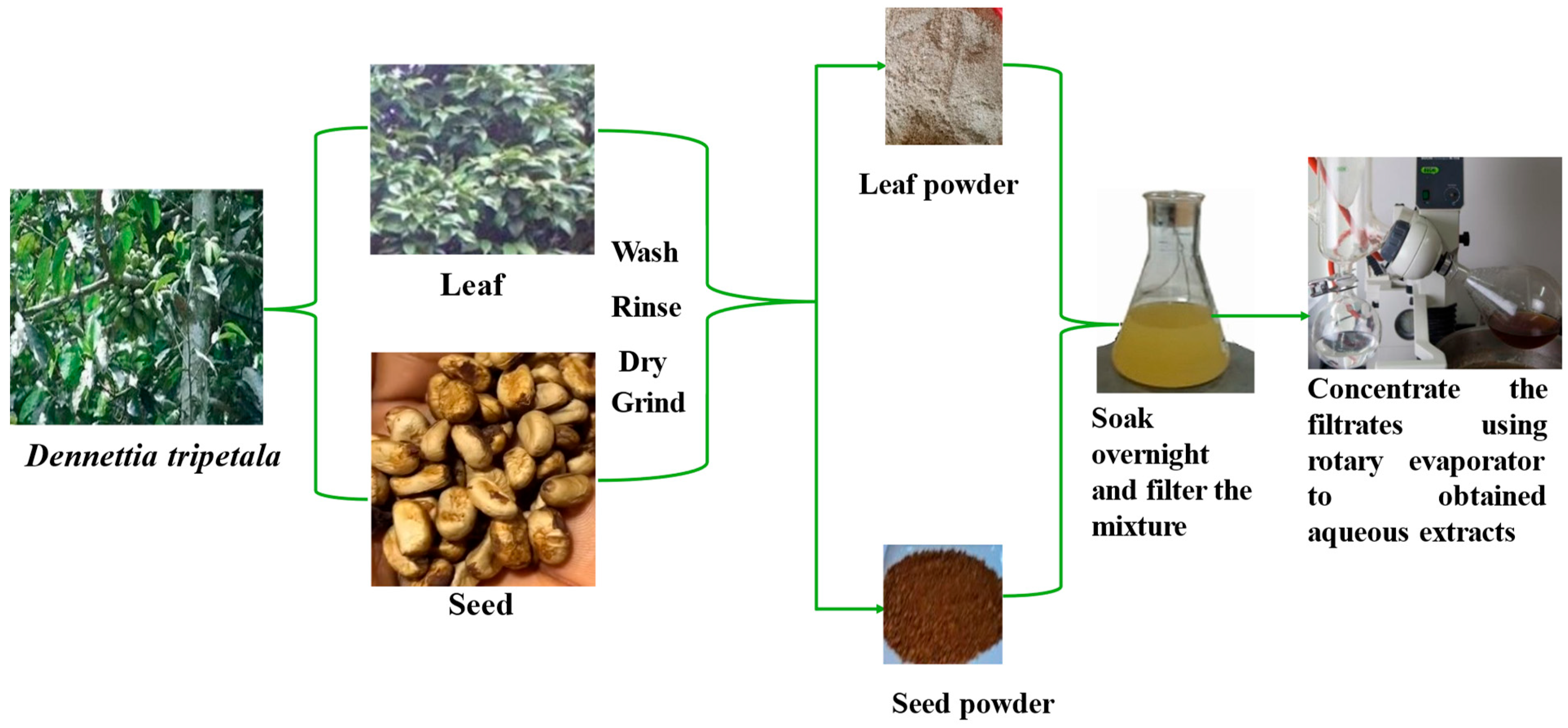 Figure 2: Flow chart for the preparation of the samples for proximate, mineral, and phytochemical analysis.