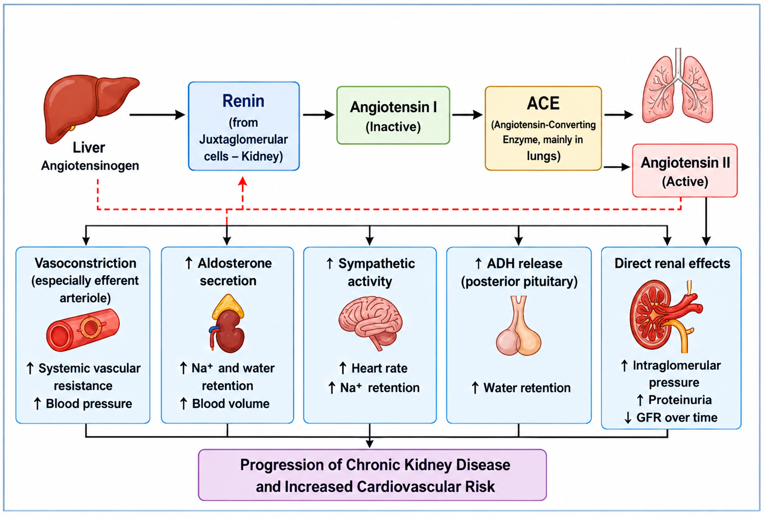 Figure 1: Role of renin–angiotensin–aldosterone system activation in chronic kidney disease progression.