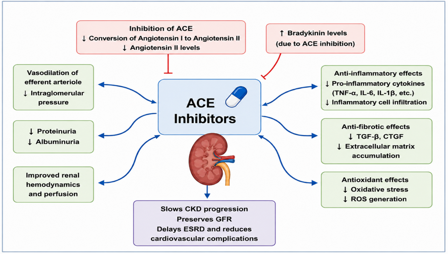 Figure 2: Molecular and hemodynamic mechanisms of ACE inhibitors in renal protection.