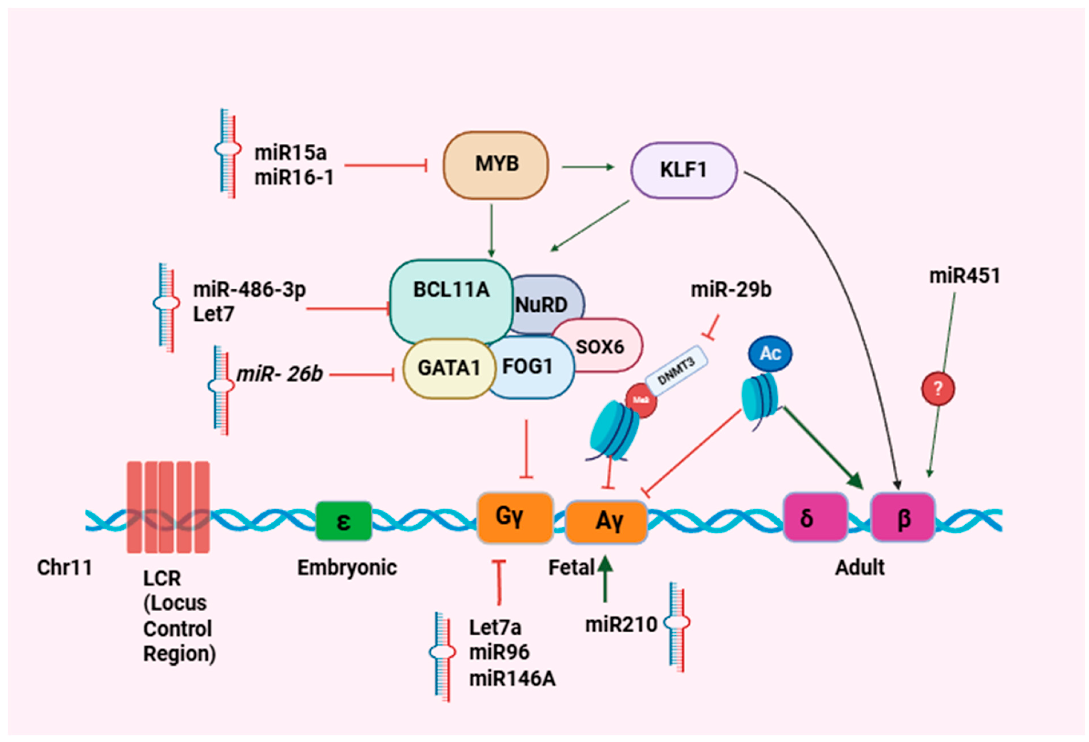Figure 1: miRNA-mediated transcriptional and epigenetic regulation of fetal-to-adult hemoglobin switching. Created in BioRender. Mallik, S. (2026) https://BioRender.com/2ues9fj.