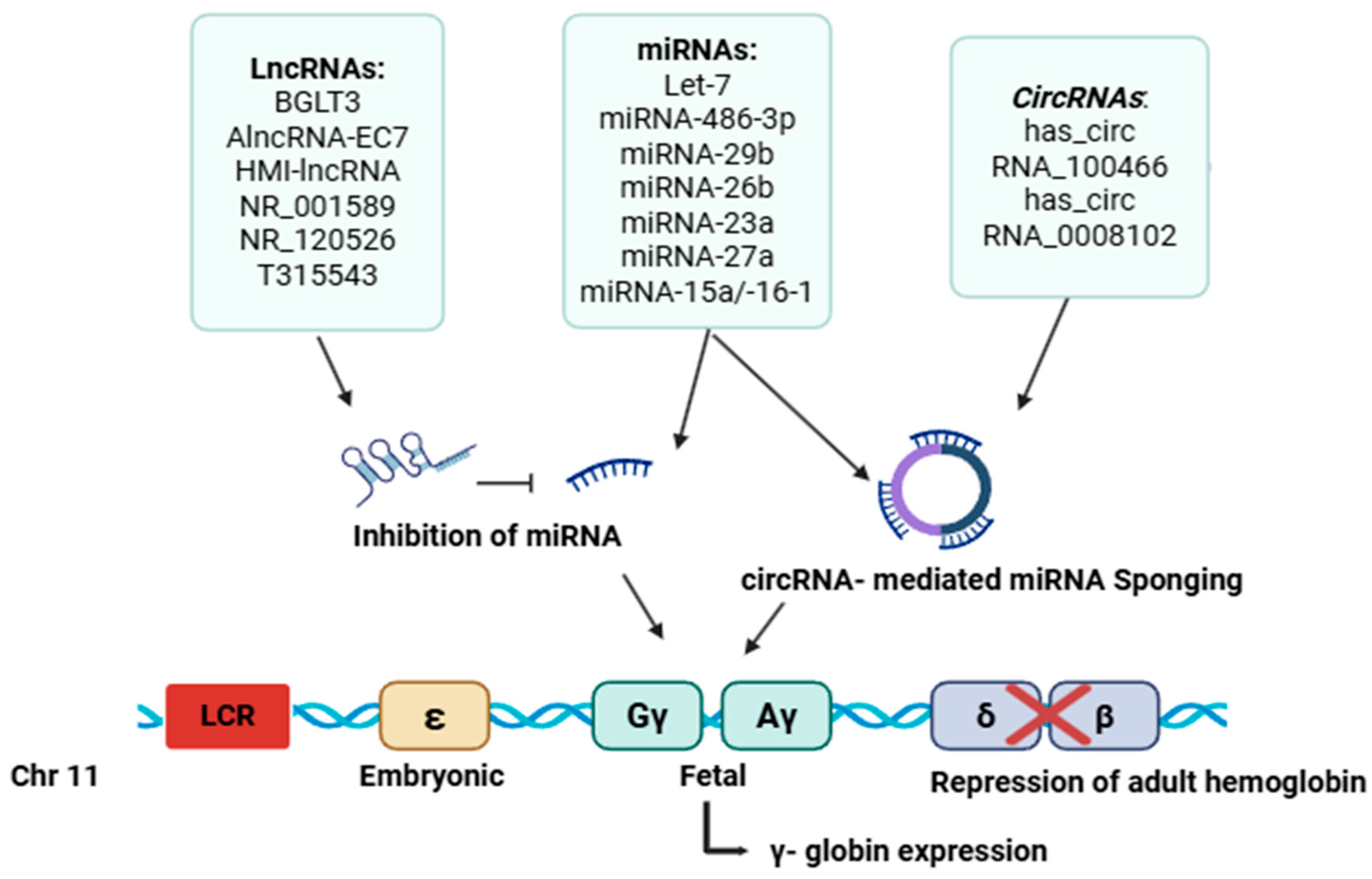 Figure 2: Cross-talk between miRNAs, lncRNAs, or circRNAs in fetal hemoglobin regulation. Created in BioRender. Mallik, S. (2026) https://BioRender.com/7pucn93. The schematic diagram (Figure 2) illustrates how non-coding RNAs work together to regulate globin gene expression at the β-globin locus on chromosome 11. Various microRNAs (miRNAs) including Let-7, miR-486-3p, miR-29b, miR-26b, miR-23a, miR-27a, and miR-15a/16-1, along with long non-coding RNAs (lncRNAs) like BGLT3, AlncRNA-EC7, HMI-lncRNA, lncRNA-GT, NR_001589, NR_120526, and T315543, and circular RNAs (circRNAs) including hsa_circRNA_100466 and hsa_circRNA_0008102, engage in miRNA–lncRNA–circRNA interactions to influence globin gene switching. This network affects the locus control region (LCR) and increases transcriptional activation of fetal γ-globin genes (Gγ and Aγ) while suppressing of adult β-globin expression. This ncRNA-driven regulation supports continued or renewed γ-globin expression, resulting in elevated fetal hemoglobin levels. This process provides therapeutic potential for use in the treatment of hemoglobinopathies including SCD and β-thalassemia.