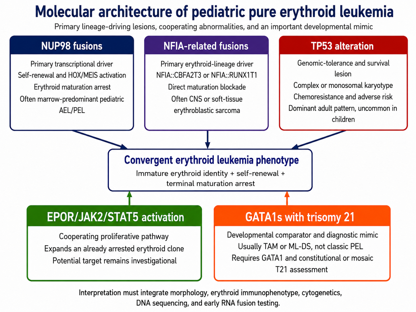 Figure 3: Molecular architecture of pediatric pure erythroid leukemia. Primary lineage-driving lesions, cooperating abnormalities, and the trisomy 21/GATA1s developmental mimic converge on an immature erythroid phenotype through distinct mechanisms.