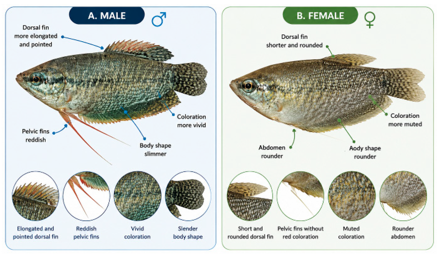 Figure 3: External morphological characteristics of male and female Trichopodus pectoralis.