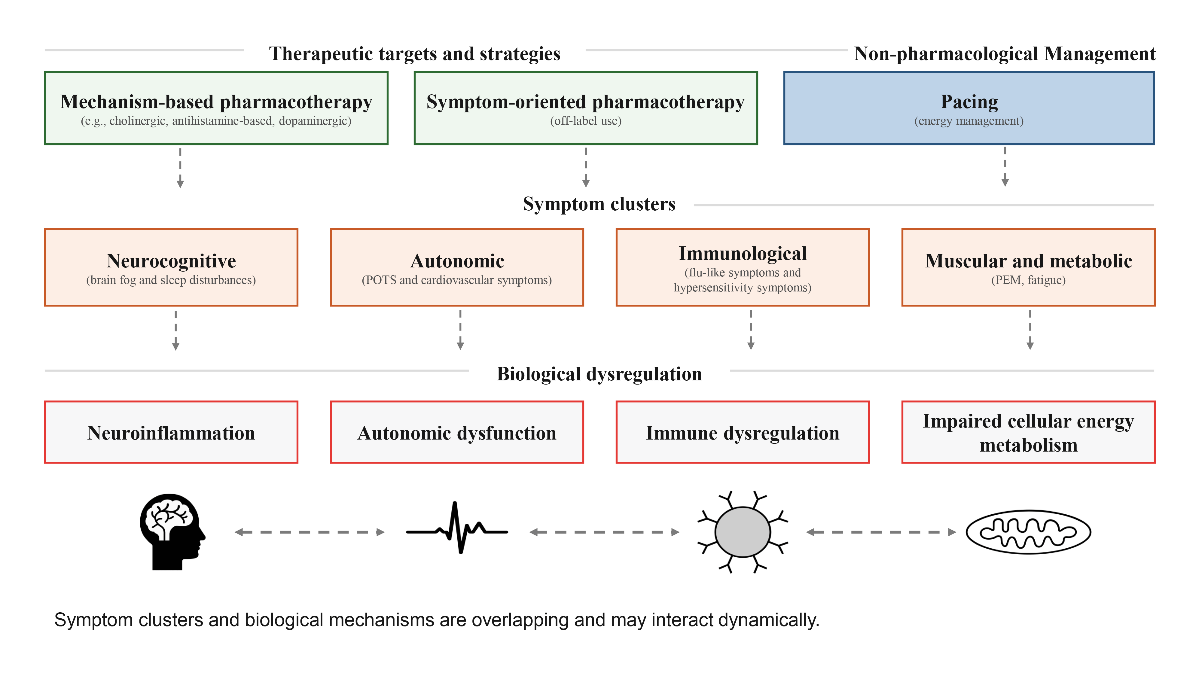 Figure 2: Conceptual framework of therapeutic strategies, symptom clusters, and biological dysregulation in ME/CFS. Mechanism-based and symptom-oriented pharmacological approaches, together with non-pharmacological management strategies such as pacing, may target distinct but overlapping symptom clusters, including neurocognitive, autonomic, immunological, and muscular/metabolic manifestations. These symptom domains are associated with interacting biological mechanisms, including neuroinflammation, autonomic dysfunction, immune dysregulation, and impaired cellular energy metabolism. The figure illustrates the dynamic and interconnected nature of symptom presentation and underlying pathophysiology.