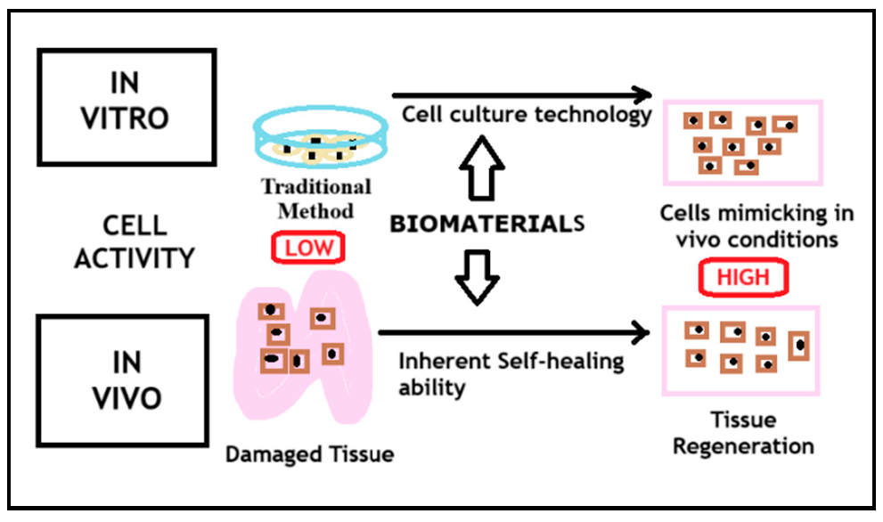 Figure 1: <p>This figure illustrates how biomaterials enhance cell activity in regenerative medicine. In in vitro research, they improve traditional culture conditions by mimicking in vivo environments. In in vivo therapy, biomaterials aid cell seeding in damaged tissues, promoting regeneration [<a href="#ref9">9</a>,<a href="#ref10">10</a>]. Courtesy of Murthy et  al., ijrpr, October 2023. Created using MS Paint.</p>