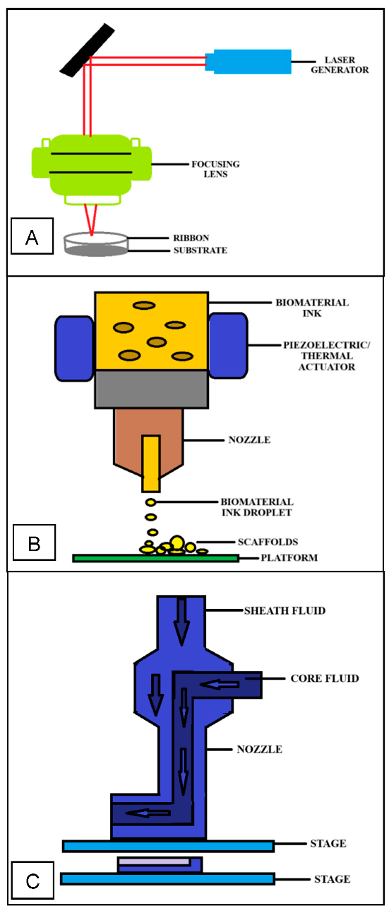 Figure 3: <p>Schematic figures of 3D bioprinting modalities (<strong>A</strong>) Laser-assisted bioprinting [<a href="#ref46">46</a>], (<strong>B</strong>) Inkjet-based bioprinting [<a href="#ref47">47</a>] (<strong>C</strong>) Coaxial bioprinting [<a href="#ref24">24</a>]. Created using MS Paint.</p>