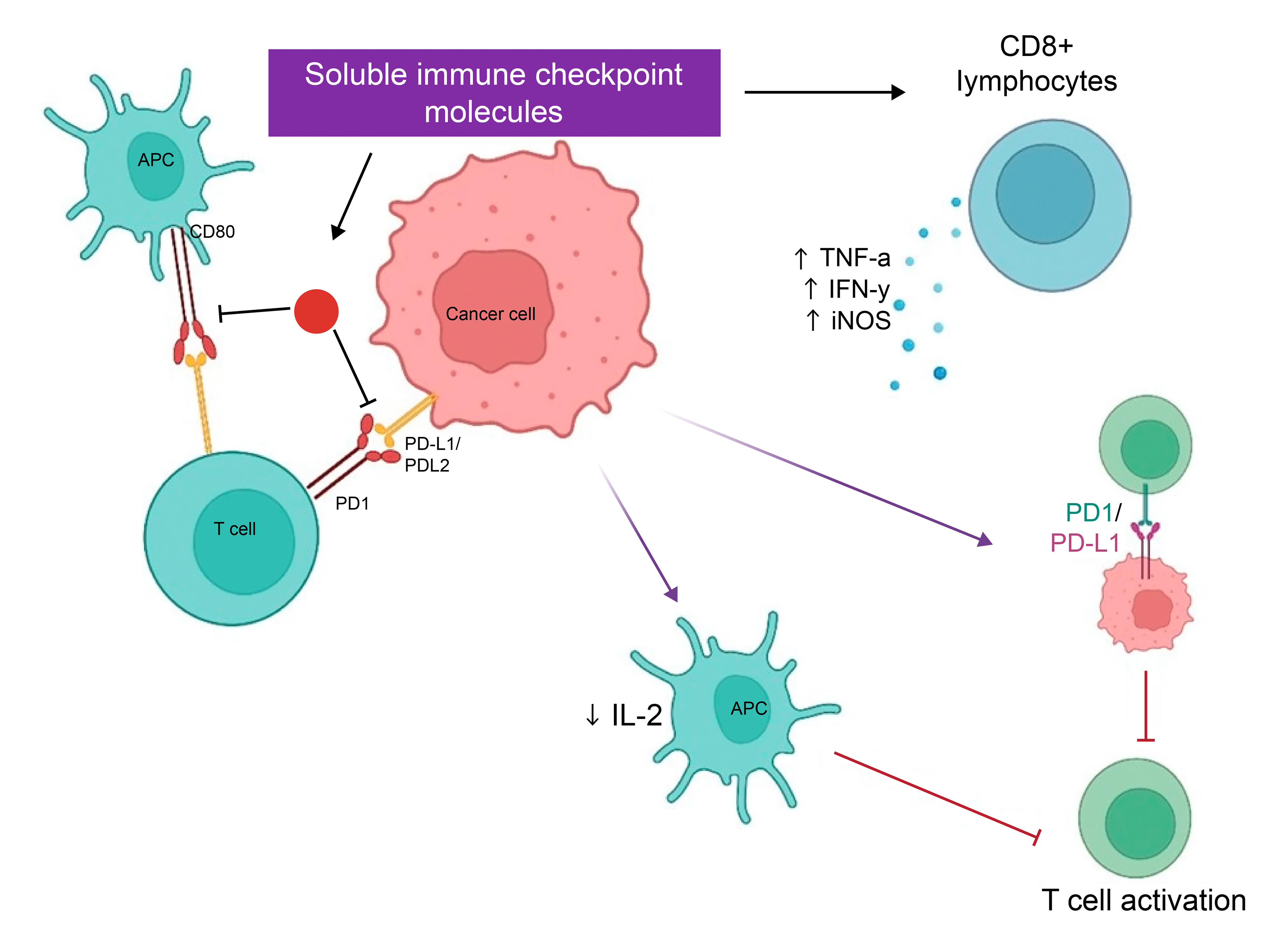 Figure 1: Schematic representation of the dual effects on immune responses mediated by key signaling pathways and soluble immune checkpoint molecules. The figure illustrates that soluble checkpoint molecules can lead to regulation of pro-inflammatory molecules (TNF-α, IFN-γ, and iNOS) in CD8+ T cells, enhancing their cytotoxic activity against cancer cells, with a noted inhibition of PD-L1 on cancer cells to mitigate immune evasion. Conversely, the dual effect of soluble immune checkpoint molecules as inhibitory molecules involving reduced interaction of dendritic cells (DCs) ligands with T cells, and enhanced interaction of cancer associated PD-L1 with PD-1 on T cells results in decreased IL-2 production, reduced T cell activation, demonstrating the suppression of immune response.