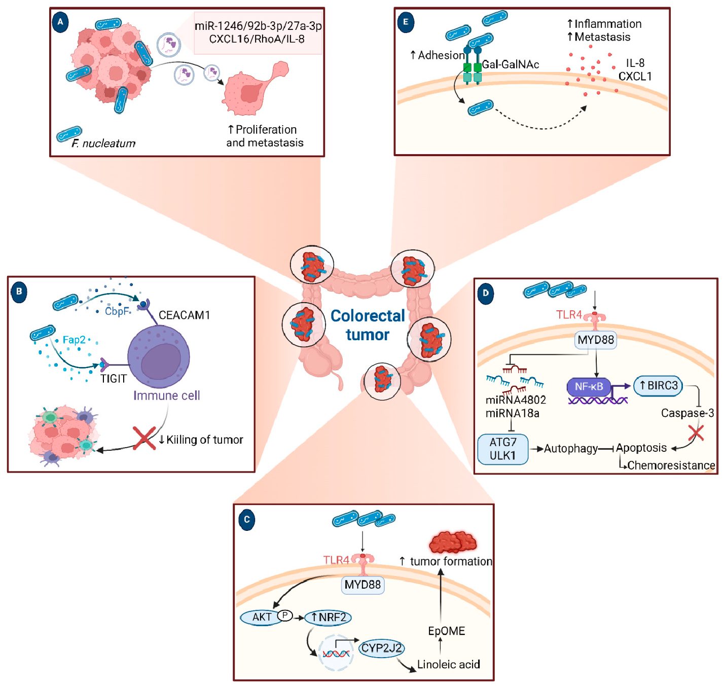 Figure 5: <p><strong>Role of <em>F. nucleatum</em> in Colorectal Cancer (CRC).</strong> (<strong>A</strong>) The presence of <em>F. nucleatum</em> in CRC stimulates the secretion of oncogenic exosomes carrying miR-1246/92b-3p/27a-3p and CXCL16/RhoA/IL-8 to other uninfected cells, which promote cell migration ability and metastasis. (<strong>B</strong>) <em>F. nucleatum</em> modulates the immune response against cancer cells by secreting trimeric autotransporter adhesin CbpF and Fap2. These proteins bind to inhibitory receptors, such as CEACAM1 and TIGIT, on the surface of immune cells, thereby inhibiting their cytotoxic activity against cancer. (<strong>C</strong>) <em>F. nucleatum</em> supports tumorigenesis and metastasis of CRC through TLR4/AKT/NRF2 signaling pathway, which upregulates cytochrome P2J2 (CYP2J2) that converts linoleic acid to 12,13-epoxyoctadecenoic acid (12,13-EpOME). This promotes CRC formation by transforming normal epithelial cells into cancer cells and upregulating the epithelial-mesenchymal transition. (<strong>D</strong>) <em>F. nucleatum</em> contributes to chemotherapy failure by activating autophagy pathways and inhibiting apoptosis. This is mediated through TLR4/MYD88 signaling and suppressing miR-18a* and miR-4802, increasing autophagy signaling elements such as ATG7 and ULK1. Moreover, <em>F. nucleatum</em> upregulates Baculoviral IAP repeat containing 3 (BIRC3) that encodes for apoptosis inhibition by inhibiting the caspase-3 cascade. (<strong>E</strong>) The over-expressed Gal/GalNAc on the tumor cell surface facilitates the adhesion of Fap2 lectin and elevates IL-8 and CXCL1 secretion from tumor cells. These cytokines act as metastatic signals and inducers for inflammation.</p>
