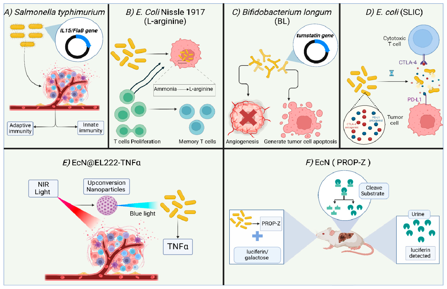 Figure 9: <p>Illustration of the mechanisms underpinning some examples of Engineered Probiotics for cancer treatment and diagnosis. (<strong>A</strong>) Engineered strain of <em>Salmonella typhimurium</em> expressing Interleukin-15 (IL15)/Flagellin B (FlaB) proteins resulting in activation of innate and adaptive immune systems to suppress tumor cells, (<strong>B</strong>) Engineered strain of EcN that converts cancer cells byproduct ammonia to L-arginine which provokes the proliferation of T cells and formation of memory cells, (<strong>C</strong>) Engineered strain of <em>Bifidobacterium longum</em> (BL) expressing tumstatin to inhibit angiogenesis and generate apoptosis in cancer cells, (<strong>D</strong>) Engineered strain of EcN integrated into the optimized platform &ldquo;SLIC&rdquo; enabling the controlled lyse of the bacteria in the tumor cells to deliver checkpoints inhibitors in form of nanoparticles, (<strong>E</strong>) Engineered strain of EcN that respond to the blue light with the subsequently injected upconversion nanoparticles which converts the exogenous NIR to blue light shed to stimulate the secretion of tumor necrotic factor (TNF&alpha;) by EcN, (<strong>F</strong>) Engineered strain of EcN expressing PROP-Z that serves as diagnostic biomarker for hepatic metastasis detection in urine.</p>
