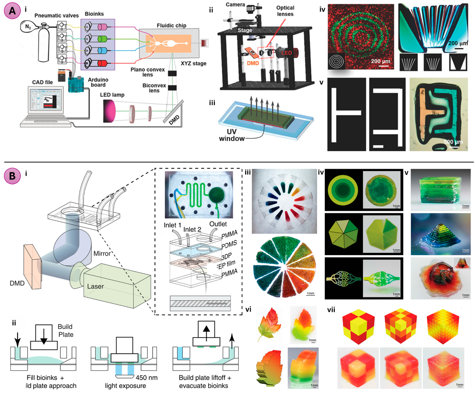 Figure 5: Microfluidics for light-based bioprinting. (A) Planar (i) and actual (ii) schematic for multi-material SLA bioprinting platform comprising of UV lamp (385 nm) for crosslinking, optical lenses and objectives, a digital micromirror device (DMD), and a microfluidic device for material switching. The open-chamber microfluidic chip (iii) is used for the printout. (iv) Two- and three-component constructs made of GelMA and PEDGA respectively. (v) 3D fluidic mixer featuring three distinct colors (white, orange, blue) printed with PEGDA. Reproduced with permission from [57]. (B) Composable-gradient DLP bioprinting platform (i) integrates a DLP bioprinter with a microfluidic mixing chip that combines multiple bioinks using a chaotic mixing microchannel. (ii) Illustration of sequential printing process. Illustrations showing 2D and 3D structures produced via composable-gradient DLP printing, including gradient-colored hydrogels pie (iii), 2D patterns with varying gradients (iv), and 3D shapes like cubes, pyramids, and vases (v). 2D and 3D maple leaf with horizontal and vertical gradient respectively (vi). Unit cubes with discrete to continuous gradient (vii). Image shown with permission from [59].
