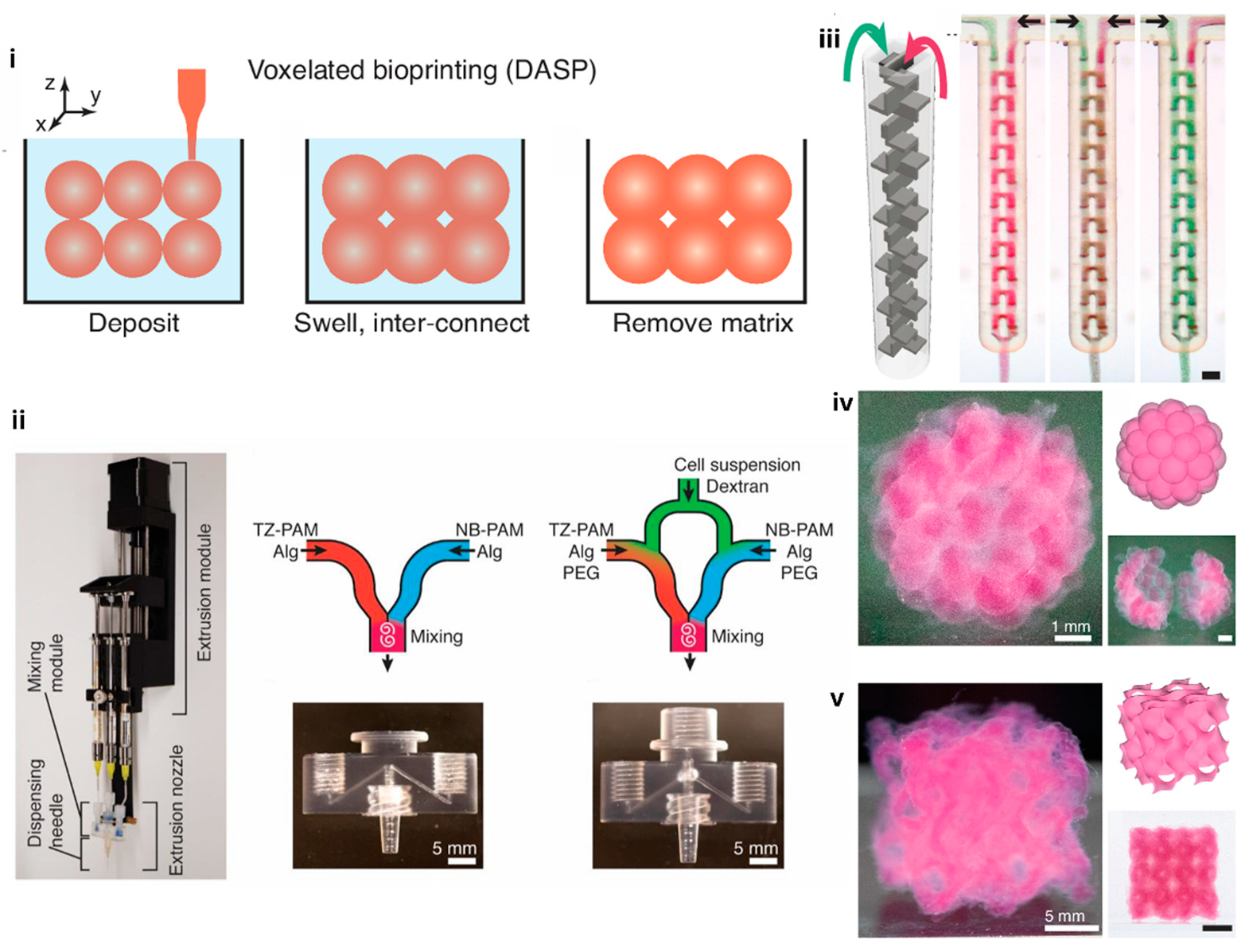 Figure 6: Microfluidics for voxelated bioprinting. (i) Digital Assembly of Spherical Particles (DASP) utilizes spherical bioink droplets as building blocks, precisely deposited in a sacrificial yield-stress matrix where they partially coalesce under controlled swelling, then fully crosslink to form free-standing 3D constructs of interconnected yet distinct hydrogel particles. DASP 2.0 enables fabrication with modular double-network (DN) bio-inks. (ii) The setup includes an extrusion module with syringes and nozzles, along with dual- and triple-inlet mixing modules. (iii) Schematic showing bioinks contain red and green microparticle through passing through the static mixer. (iv) A DASP-printed hollow sphere composed of 42 interconnected yet distinguishable hydrogel particles, shown in front view, rendered model, and a cut view. (v) A gyroid structure printed with conventional printing using DN hydrogel filaments, depicted from various angles and as a rendered model. Image under CC BY from [73].
