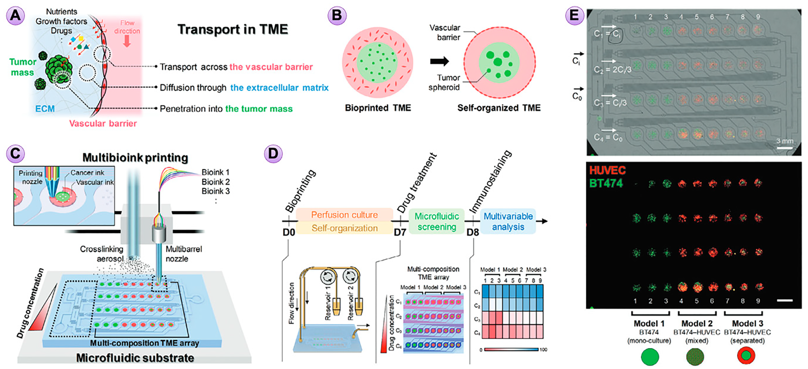 Figure 8: A bioprinted multi-composition TME array on a single microfluidic cell culture for drug screening. (A) Illustration of the transport events in the TME. (B) Strategic comparison of bioprinted and self-organized TME models composed of a vascular endothelial barrier surrounding tumor spheroids. (C) Bioprinting of multi-composition TMEs on a single microfluidic substrate. (D) Experimental protocol. (E) A multi-composition TME array with the supply medium flow and generates a concentration gradient of the drug. Reproduced, with permission from [98].
