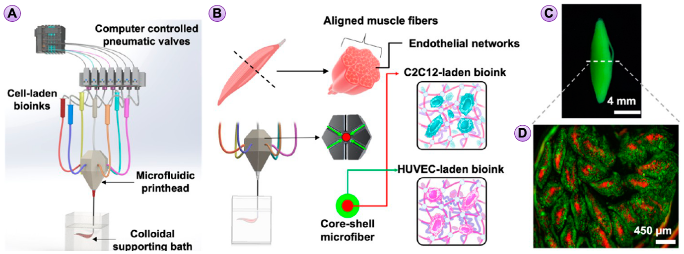 Figure 9: Microfiber cellular technology with microfluidic 3D bioprinting technology. (A) Illustration of the bioprinting system showing major components of computer-controlled pneumatic valves, microfluidic single nozzle printhead, and colloidal gel support bath. (B–D) Schematics and printed construct of a muscle fiber mimic tissue with a core−shell geometry containing two cell types, C2C12 myocytes and HUVECs, as a shell and core, respectively. Reproduced, with permission from [104].
