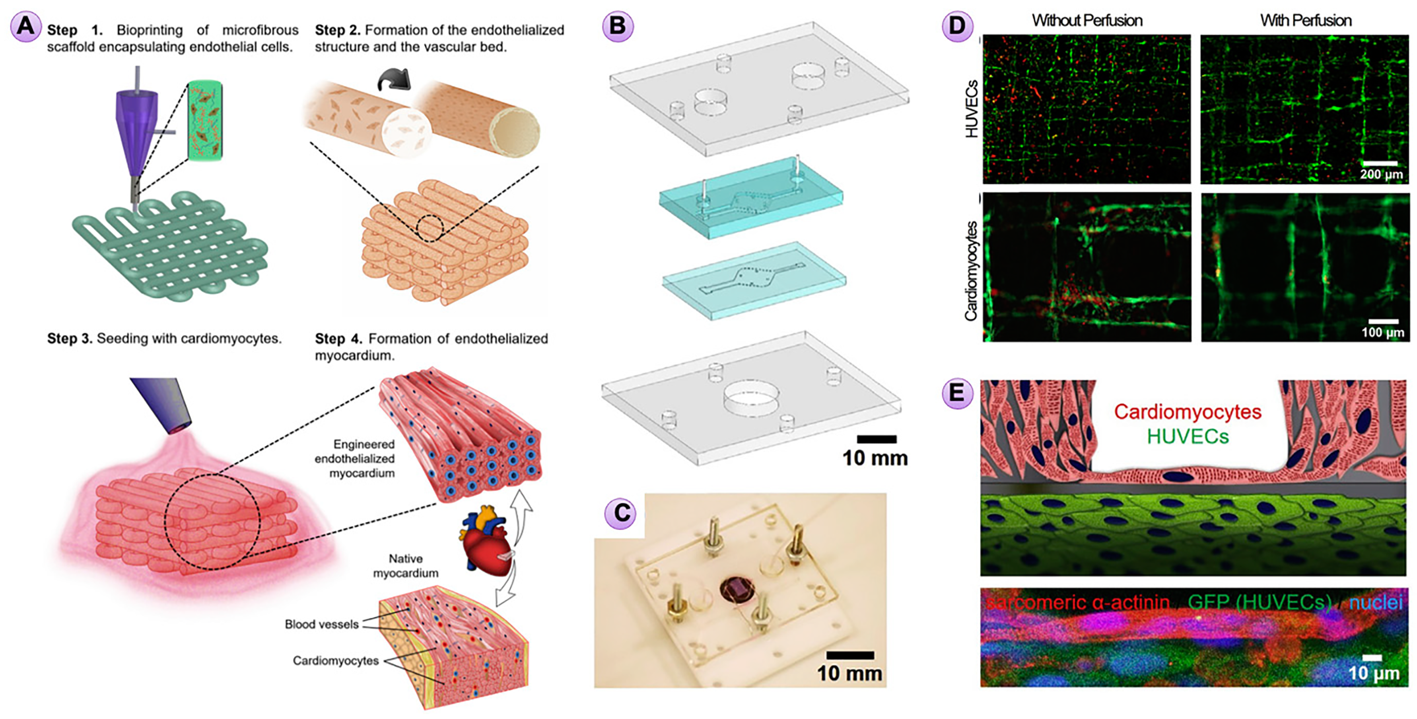 Figure 10: Organs-on-a-Chip platforms established by microfluidic 3D bioprinting technology. (A) Schematic illustration of fabricating endothelialized myocardium using the 3D bioprinting strategy. (B) Design of the two-layer microfluidic bioreactor sandwiched by a pair of PMMA clamps. (C) Photograph of the bioreactor with an embedded bioprinted scaffold. (D) Florescent micrographs of LIVE/DEAD staining of bioprinted endothelialized scaffolds without and with perfusion in the microfluidic device. (E) Schematic illustration and confocal fluorescence micrograph showing an endothelialized myocardial tissue formed by seeding neonatal rat cardiomyocytes onto the bioprinted endothelialized microfibrous scaffold. Reproduced, with permission from [44].
