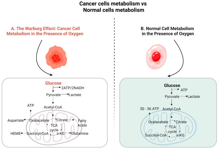 Figure 1: <p>Comparative Overview of Metabolic Pathways in Cancer Cells and Normal Cells Under Aerobic Conditions. (<strong>A</strong>) Cancer Cell Metabolism (Warburg Effect): Despite sufficient oxygen availability, cancer cells markedly increase glucose uptake and preferentially undergo aerobic glycolysis, converting glucose primarily into lactate—a phenomenon termed the Warburg effect. This metabolic reprogramming results in the production of only 2 ATP molecules per glucose molecule but significantly accelerates the synthesis of biosynthetic intermediates such as acetyl-CoA, citrate, and α-ketoglutarate. These metabolites serve as precursors for macromolecules critical to rapid tumor growth, including nucleotides, amino acids, and fatty acids, thus fulfilling the high biosynthetic and antioxidant demands of proliferating cancer cells. (<strong>B</strong>) Normal Cell Metabolism: Under aerobic conditions, normal (non-transformed) cells predominantly utilize oxidative phosphorylation to meet their energy requirements. Glucose is metabolized through glycolysis and fully oxidized in the mitochondria via the tricarboxylic acid (TCA) cycle, generating approximately 30–36 ATP molecules per glucose molecule. Lactate production is limited, as metabolic intermediates such as acetyl-CoA and citrate are predominantly directed toward mitochondrial respiration and energy generation rather than anabolic biosynthesis. This efficient energy-producing metabolism maintains cellular homeostasis and supports routine physiological functions.</p>
