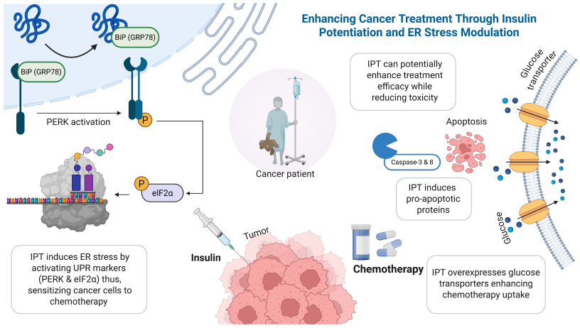 Figure 3: <p>Proposed Molecular Synergy of Insulin Potentiation Therapy (IPT) Combined with Endoplasmic Reticulum (ER) Stress Modulation for Enhanced Cancer Therapeutic Outcomes. IPT enhances the efficacy of chemotherapy by triggering ER stress, primarily via activation of the PERK/eIF2α signaling pathway, leading to heightened cellular stress responses that sensitize cancer cells to chemotherapeutic agents. Concurrently, IPT augments apoptotic signaling pathways, particularly through the activation of executioner caspases (caspase-3 and caspase-8), promoting programmed cell death. Additionally, IPT-mediated insulin signaling results in increased expression and membrane localization of glucose transporters (GLUTs), facilitating greater cellular uptake and intracellular accumulation of chemotherapy drugs. This integrative approach leverages the dual mechanism of enhanced ER stress signaling and apoptosis induction, highlighting IPT’s potential to improve therapeutic efficacy while reducing chemotherapy-associated toxicity.</p>