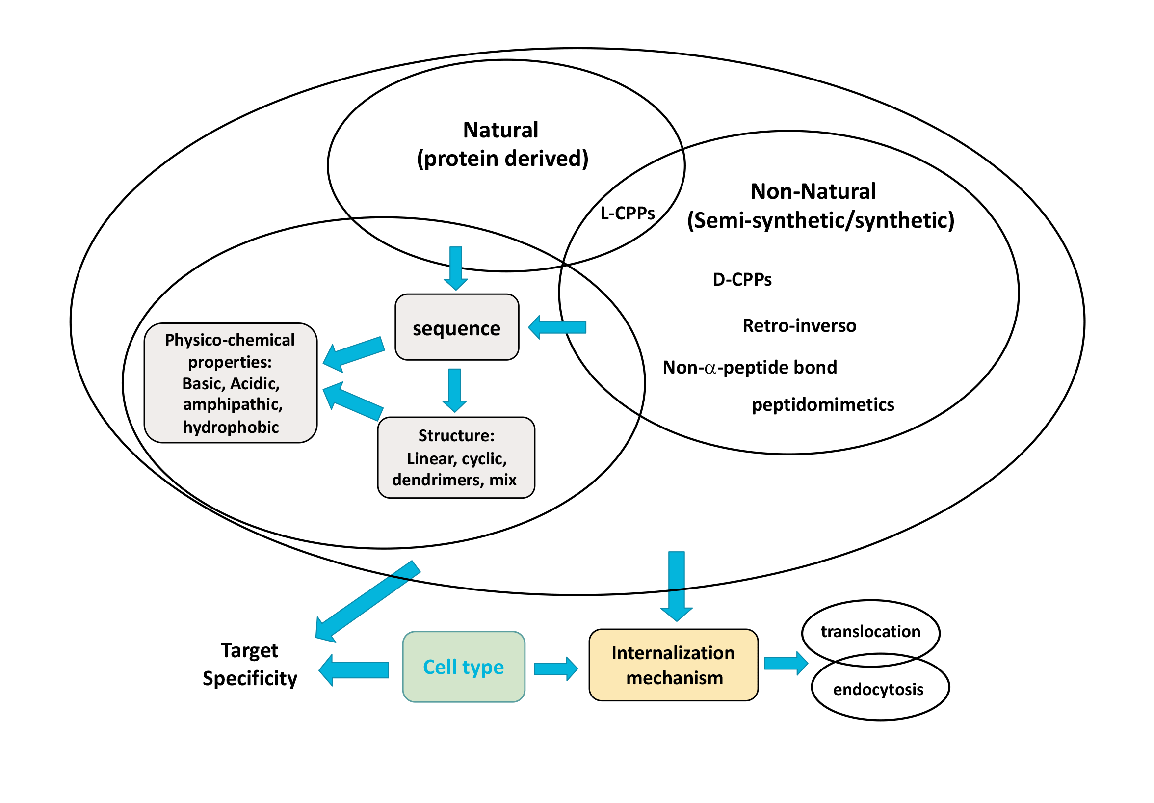Figure 1: <p>Classification and Properties of Cell-Penetrating Peptides (CPPs). Adapted from [<a href="#ref5">5</a>]. <a href="https://doi.org/10.1002/cmdc.202300236" target="_blank" rel="noopener noreferrer">https://doi.org/10.1002/cmdc.202300236</a>.</p>
