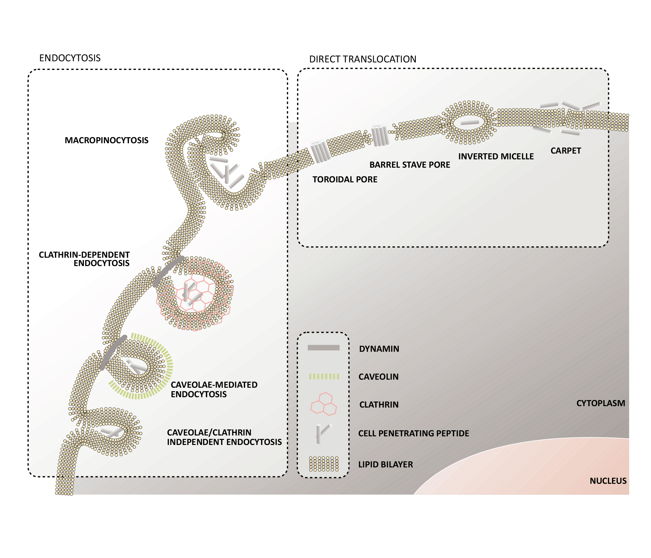 Figure 2: <p>Mechanisms of Cellular Uptake of CPPs. This figure shows the two primary pathways by which CPPs enter cells: endocytosis and direct translocation. Endocytic routes include macropinocytosis, clathrin-dependent, caveolae-mediated, and clathrin/caveolin-independent mechanisms, often requiring vesicular trafficking. Direct translocation involves pore formation (barrel stave, toroidal) or membrane disruption via inverted micelle and carpet models. Figure adapted from [<a href="#ref22">22</a>]. <a href="https://doi.org/10.3390/ph3040961" target="_blank" rel="noopener noreferrer">https://doi.org/10.3390/ph3040961</a>.</p>
