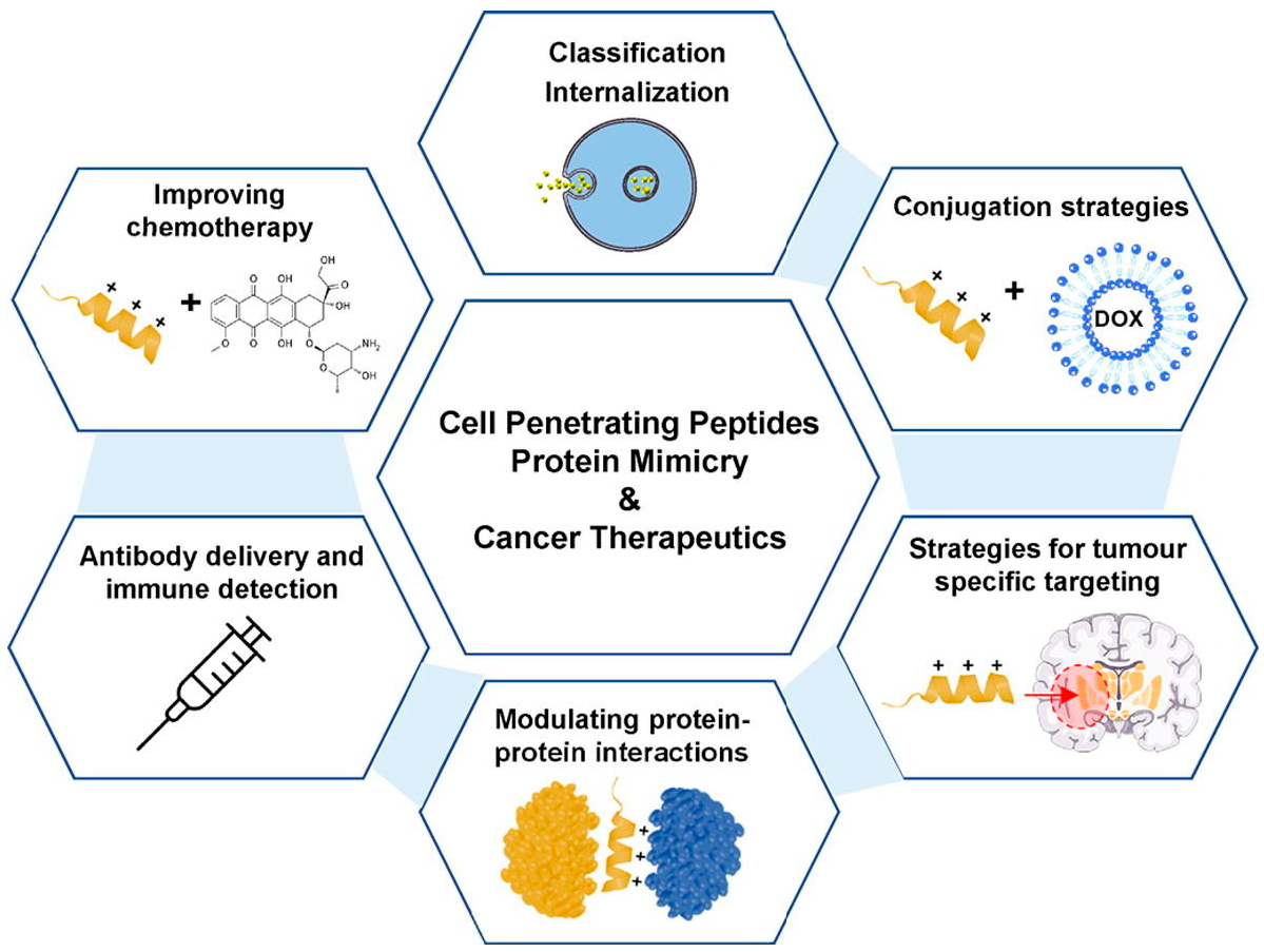 Figure 3: <p>Therapeutic applications of CPPs in cancer treatment. This figure illustrates applications of CPPs in cancer therapy, centering on their role in protein mimicry to allow various therapeutic interventions. CPP has an enhanced chemotherapeutic efficacy as it improves intracellular drug delivery and pharmacokinetics, and also allows the modulation of protein&ndash;protein interactions critical for disrupting oncogenic signaling pathways. CPPs can also act as vehicles for antibody delivery and immune detection, as well as for conjugation strategies such as linking with drugs to promote targeted cytotoxicity. Figure adapted from [<a href="#ref93">93</a>]. <a href="https://doi.org/10.1016/j.addr.2021.114044" target="_blank" rel="noopener noreferrer">https://doi.org/10.1016/j.addr.2021.114044</a>.</p>
