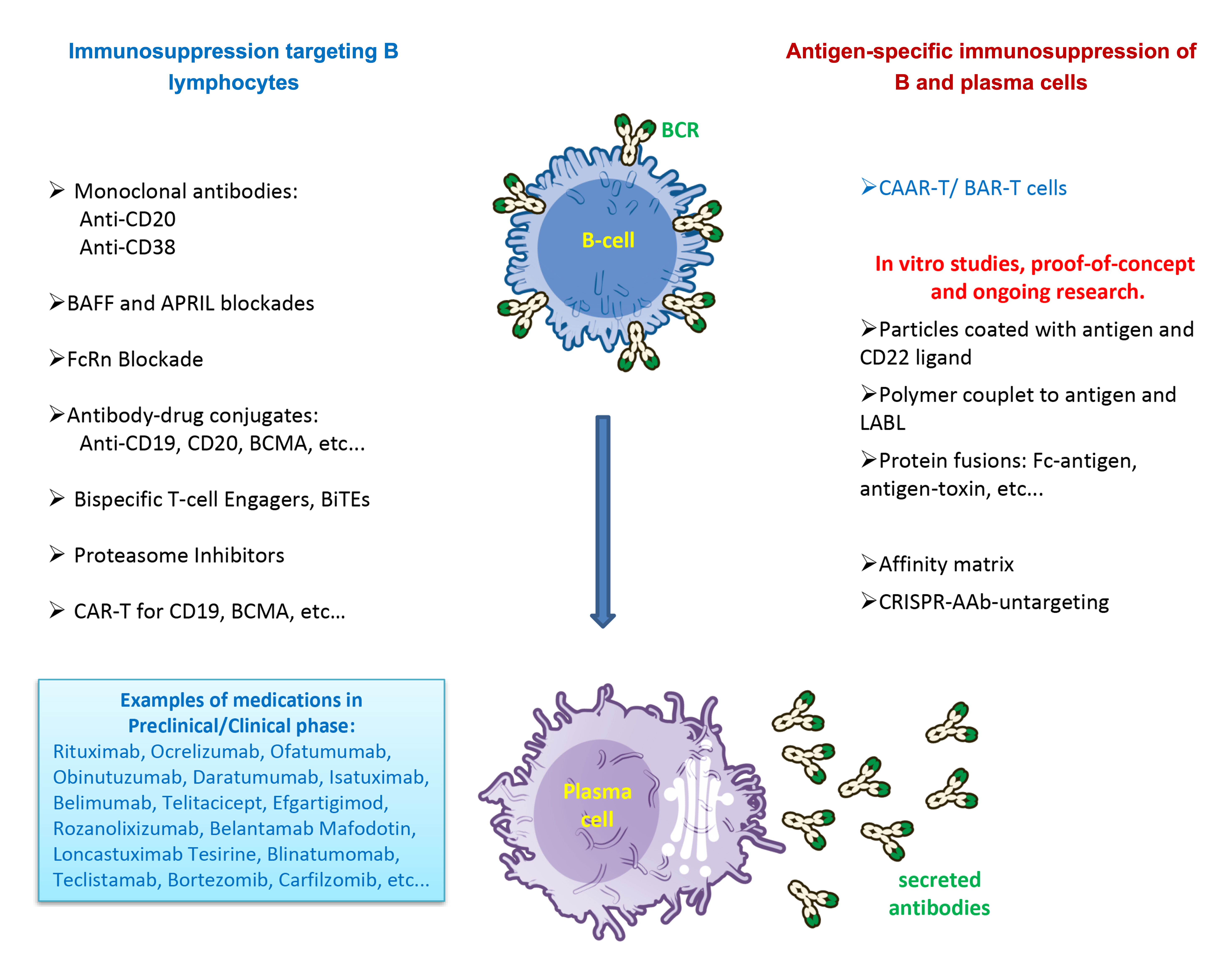 Figure 1: Examples of novel proposed avenues for treating autoimmune diseases, especially those mediated by the B-cells and their progeny, the plasma cells. For clarity the traditional pharmaceuticals such as Cyclophosphamide were not mentioned here. Some immunosuppression and cell depletion strategies are already approved or undergoing human clinical trials, others are still in their proof-of-concept in vitro studies. Art visuals collected from NIH BioArt source ˂

