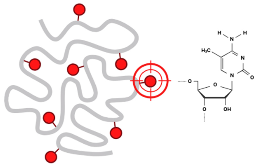 Figure 2: <p>illustrates DNA methylation as a heritable epigenetic modification in which a methyl group (&ndash;CH<sub>3</sub>) is covalently added to the 5th carbon position of the cytosine ring, typically within cytosine-guanine (CpG) dinucleotides. The process is catalyzed by DNA methyltransferases (DNMTs), a family of enzymes that play a key role in establishing and maintaining methylation patterns. This modification is essential for regulating gene expression, preserving genomic stability, and guiding cell differentiation and development. Created with <a href="https://app.biorender.com/illustrations/683913466895553df7df7bc5" target="_blank" rel="noopener noreferrer">https://app.biorender.com/illustrations/683913466895553df7df7bc5</a> (accessed on 10 January 2025).</p>
