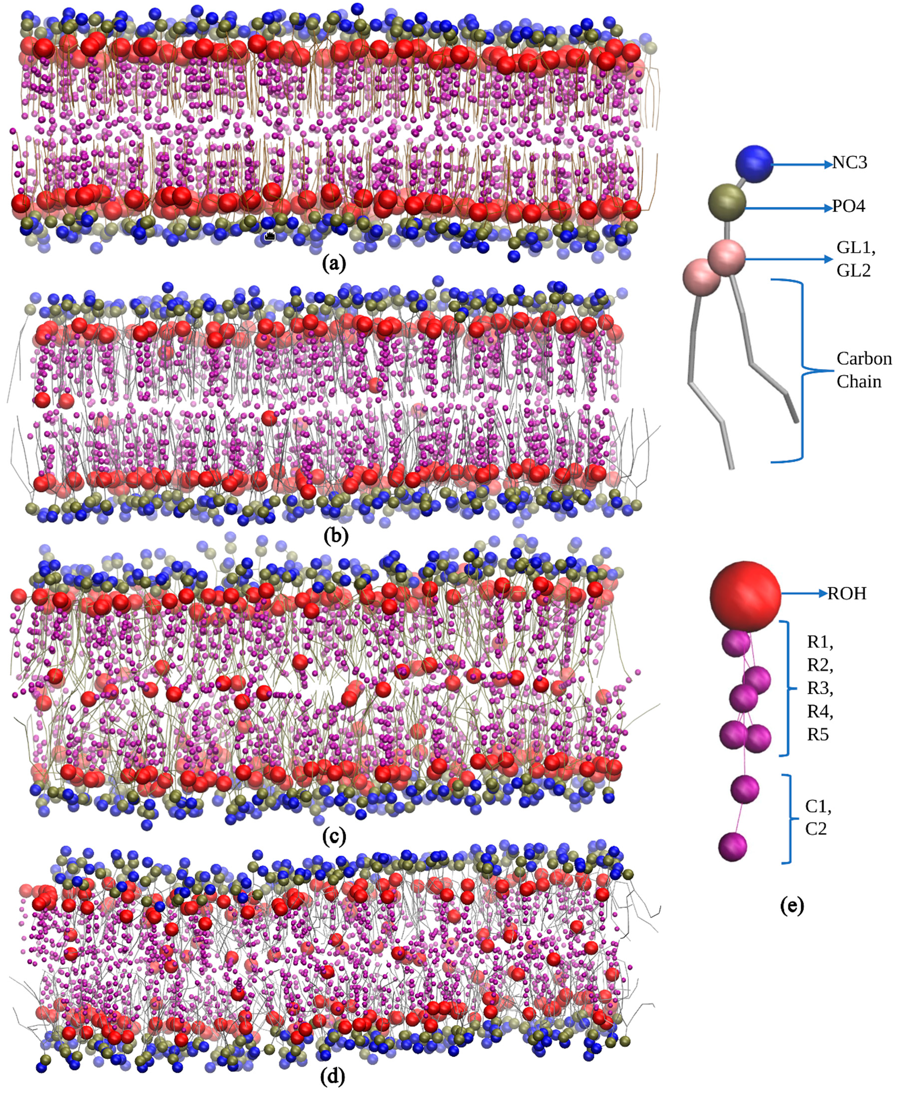 Figure 1: The dynamic visualization of lipid bilayers (a) DLPC, (b) POPC, (c) DGPC, and (d) DIPC with 50% concentration of cholesterol. (e) Beads representation.