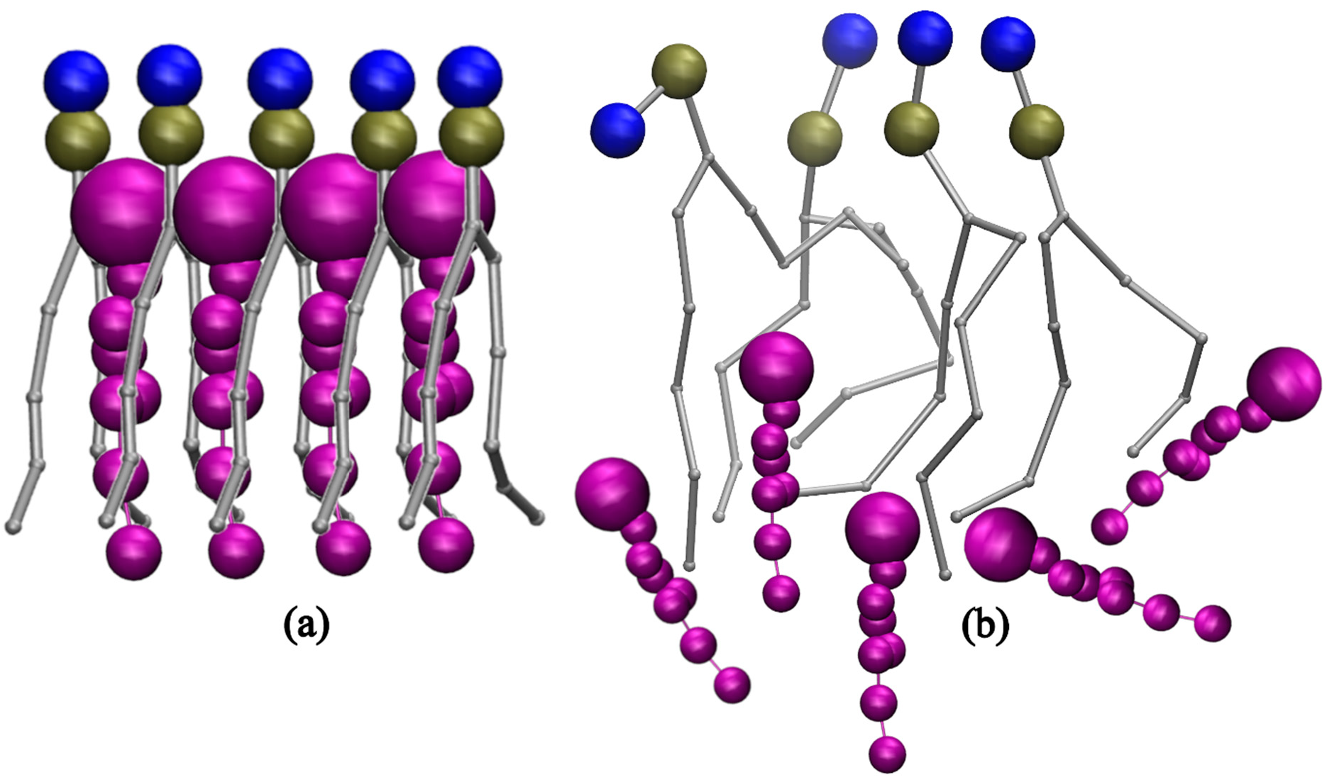 Figure 10: The demonstration of the ordering of cholesterol in lipid packing. (a) Acyl chains with no double bonds have less flexibility and are arranged in a linear fashion allowing cholesterol molecules between them, (b) Acyl chains with double bonds are more flexible and randomly oriented not allowing cholesterol molecules between them.
