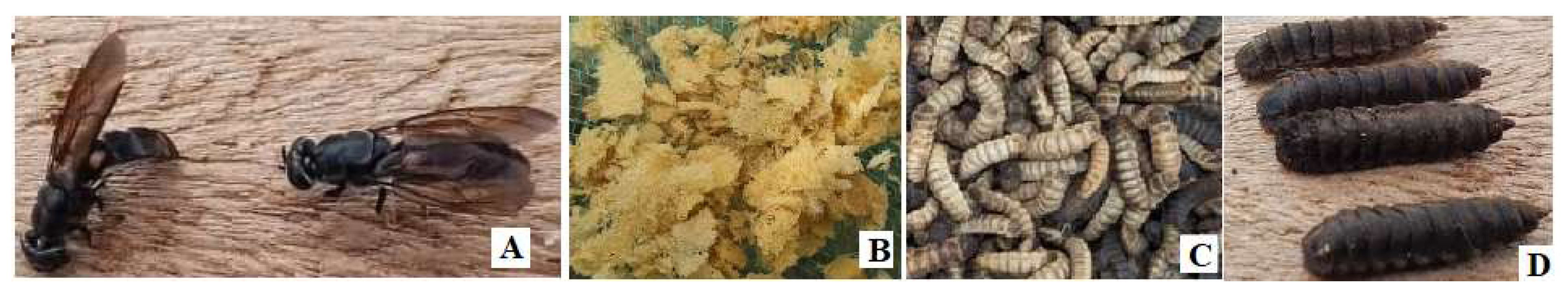 Figure 2: Structure of black soldier larvae showing its different stages (courtesy of photos taken by the author during BSF rearing). (A) Adult black soldier fly. (B) Eggs in batches. (C) Larvae. (D) Pupae.
