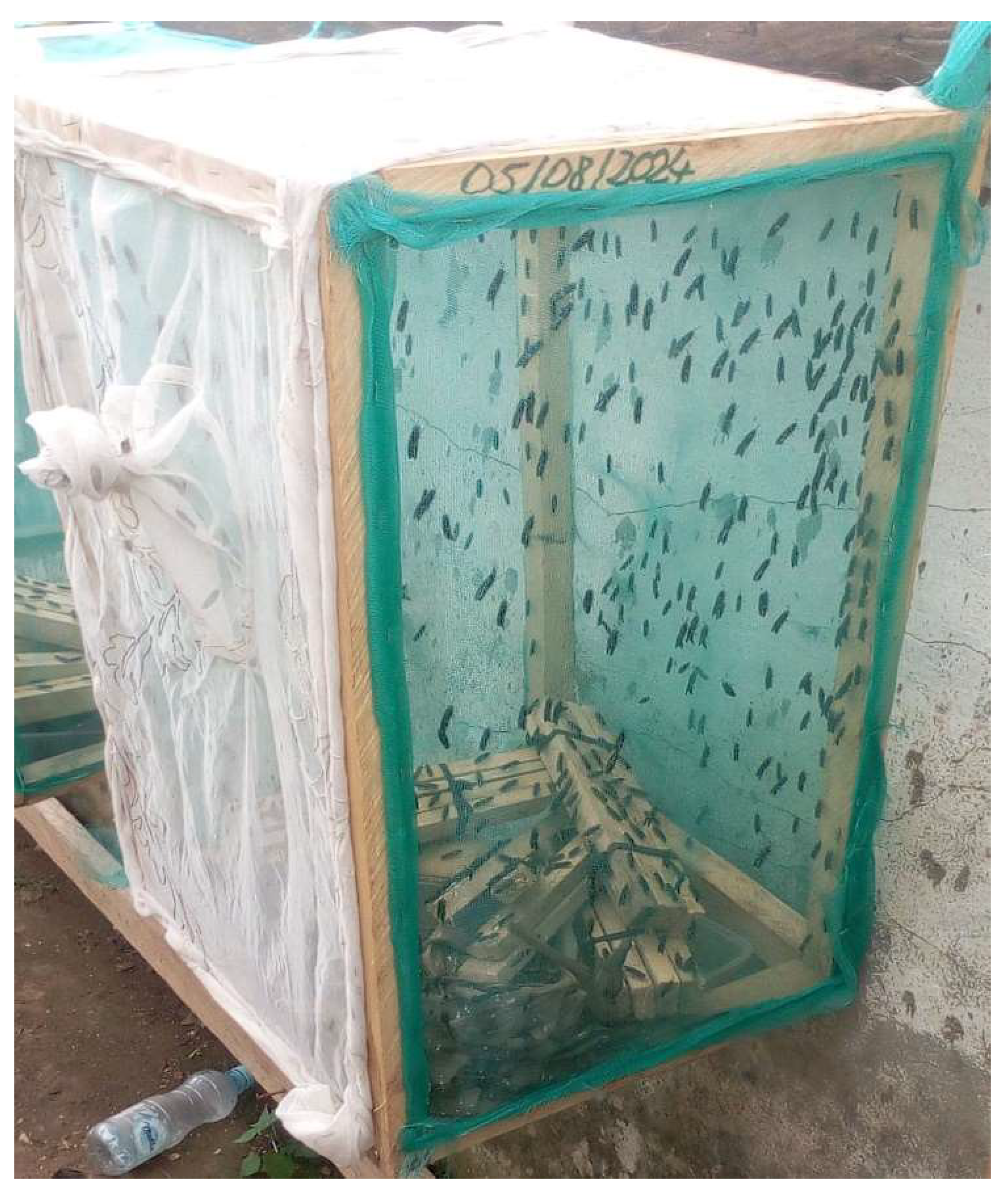 Figure 3: Experimental cage for black soldier fly rearing of dimensions: length (70.0 cm), width (70.0 cm), and height (140.0 cm), showing emerging flies and BSF egg trapping devices made of short planks stacked together by rubber bands (courtesy of a photo taken by the author during BSF rearing).