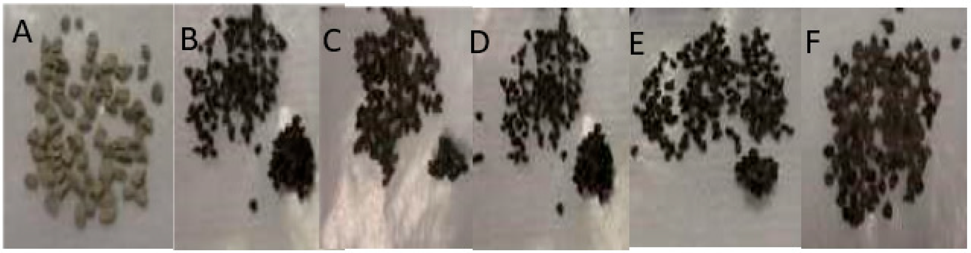 Figure 5: <p>External Appearance of (<strong>A</strong>) Fresh and (<strong>B</strong>&ndash;<strong>F</strong>) Reacted Catalyst Samples at 500, 550, 600,650, and 700 &deg;C.</p>
