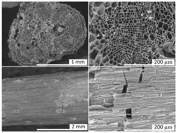 Figure 6: <p>SEM micrographs of sample HNO<sub>3</sub>/700/90/4.</p>
